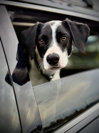 Hund im Auto