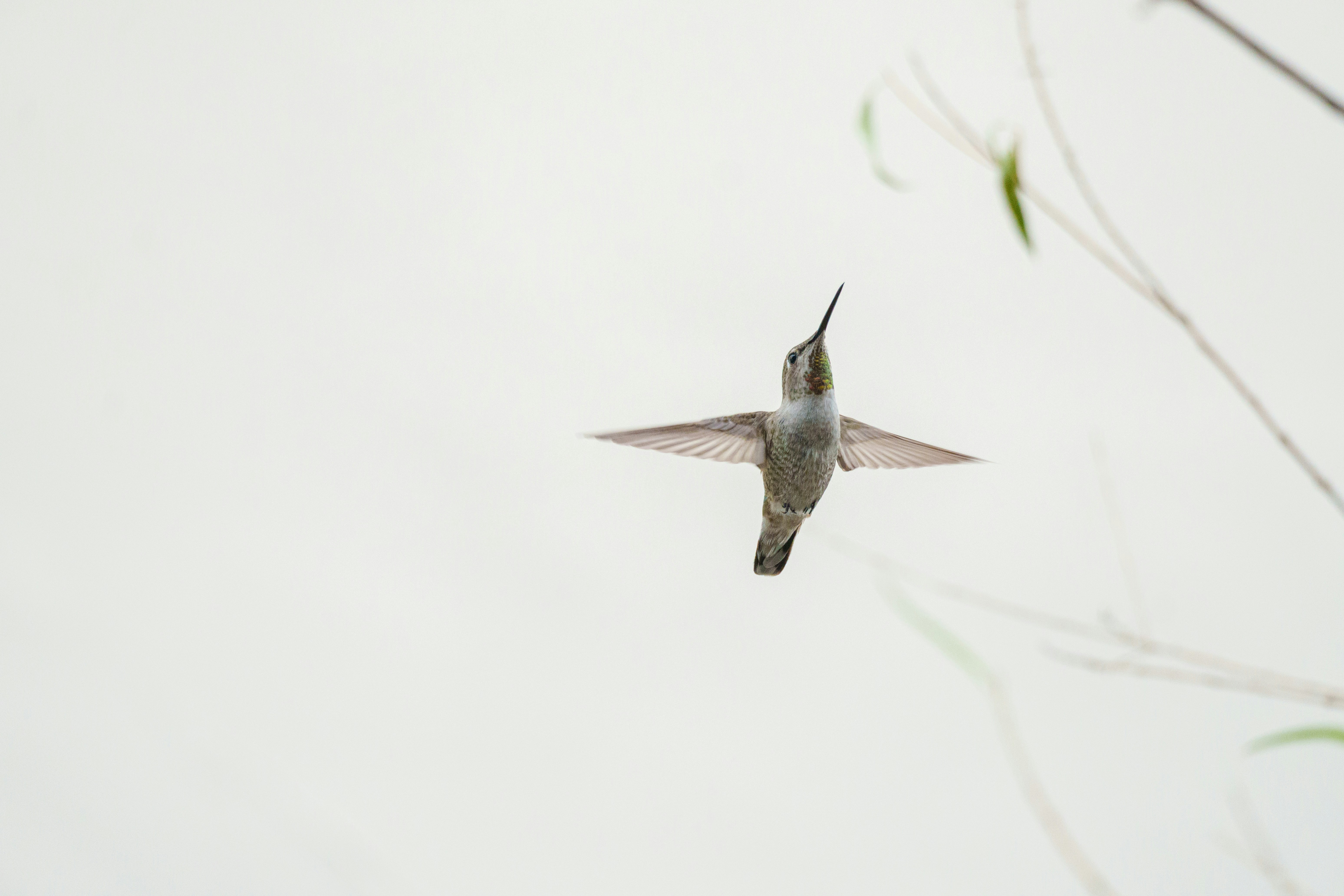 Photo by sizzle_king