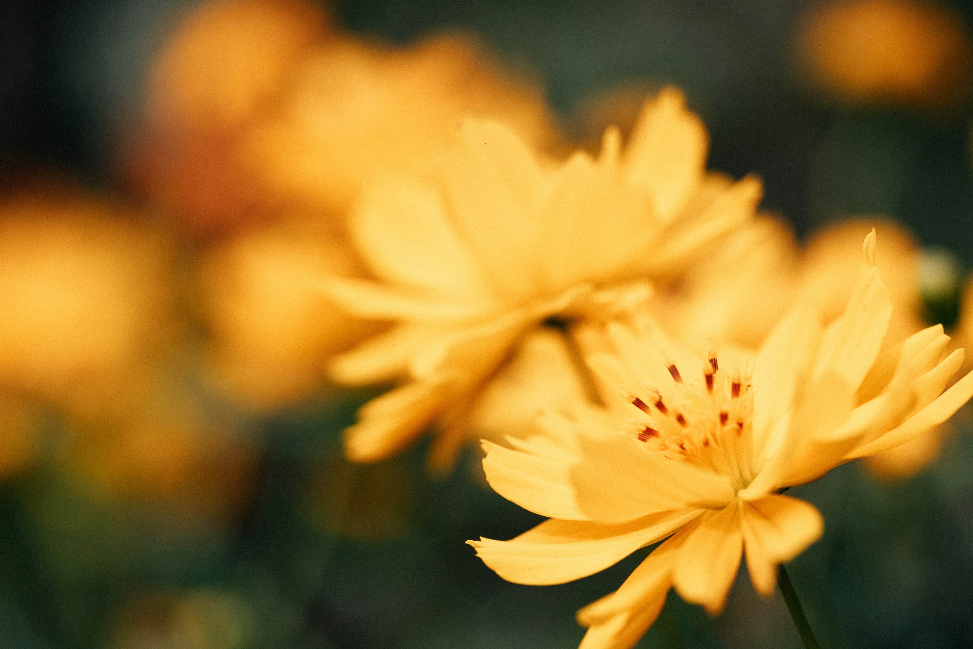 Photo by tsuyoshikozu