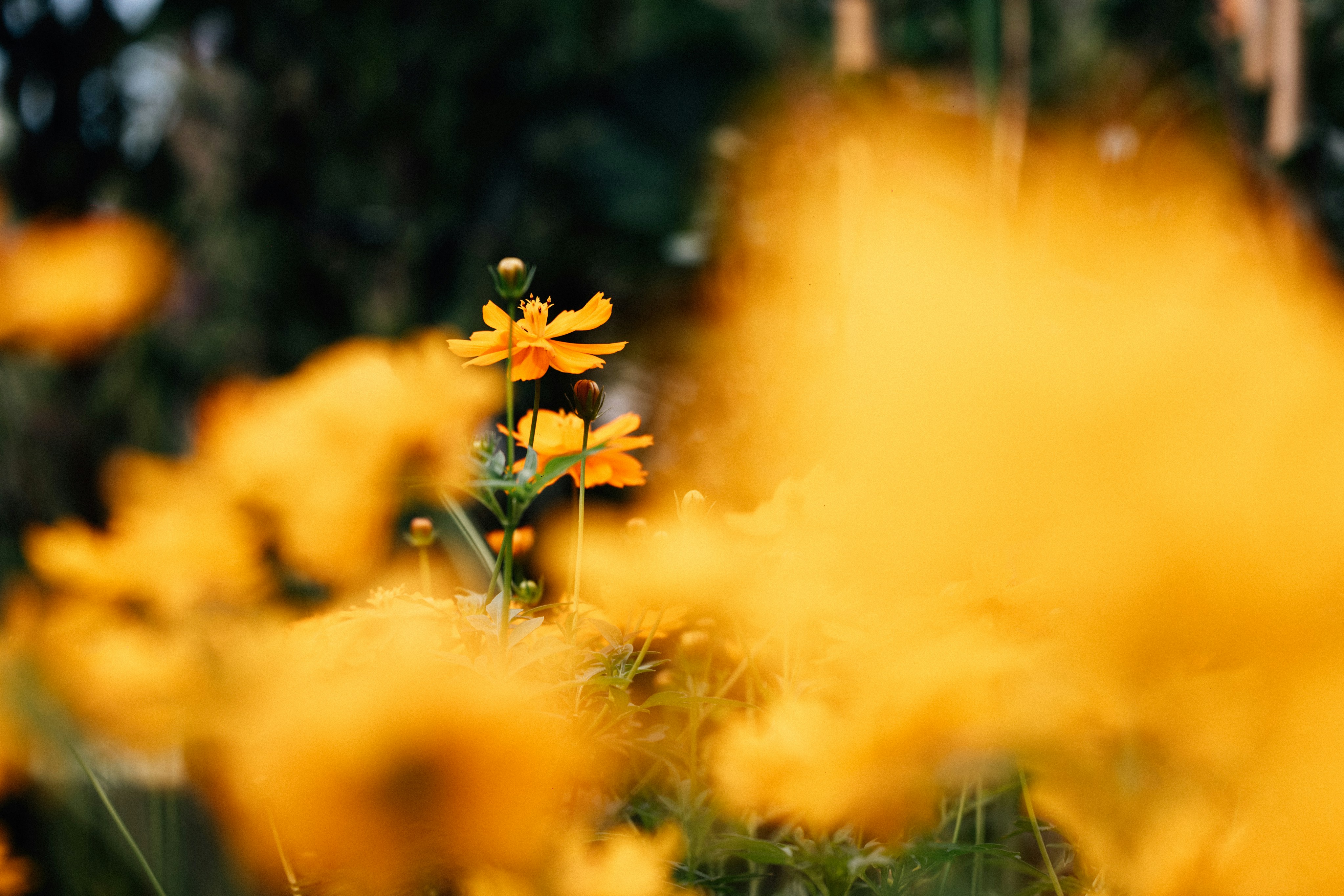 Photo by tsuyoshikozu