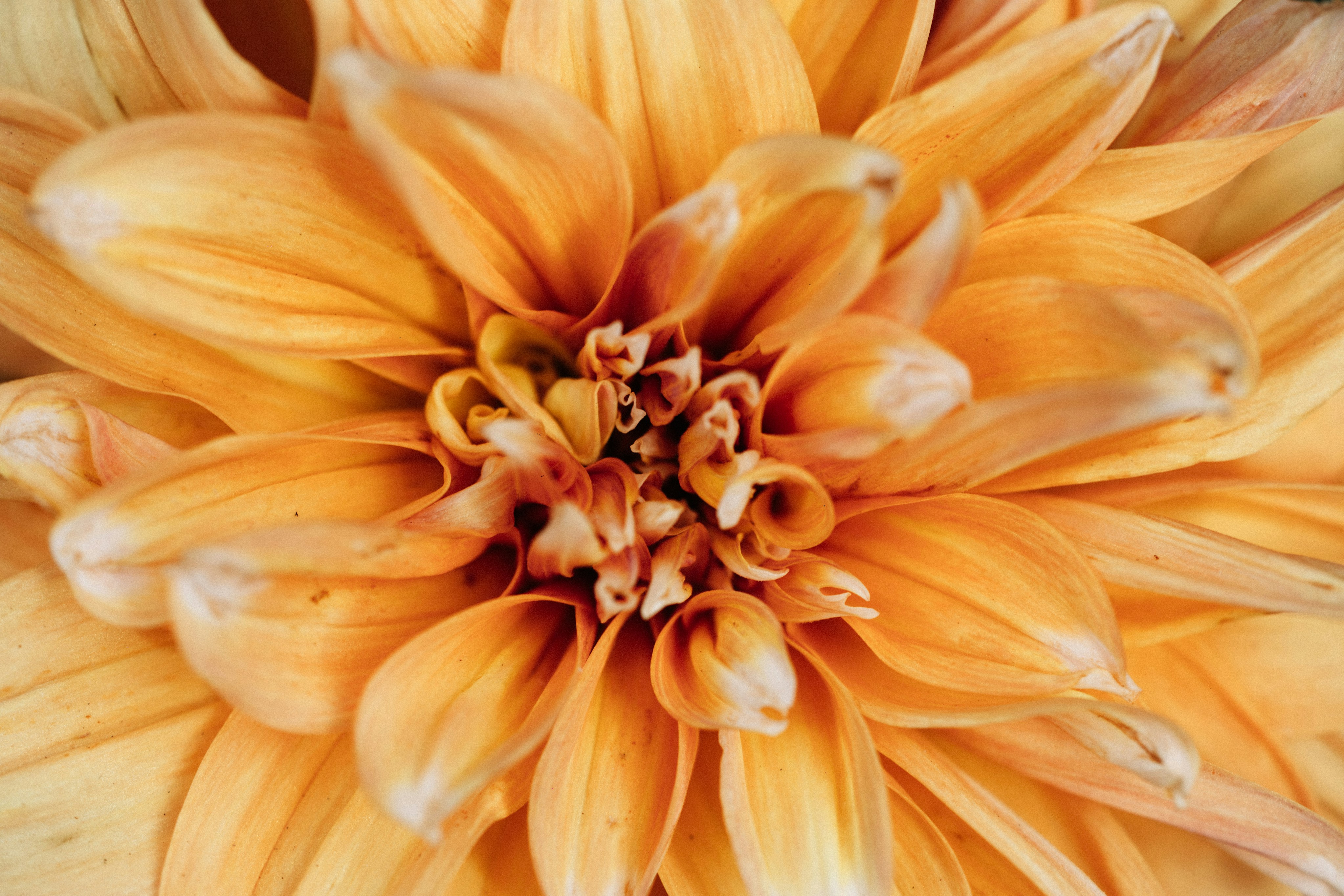 Photo by tsuyoshikozu