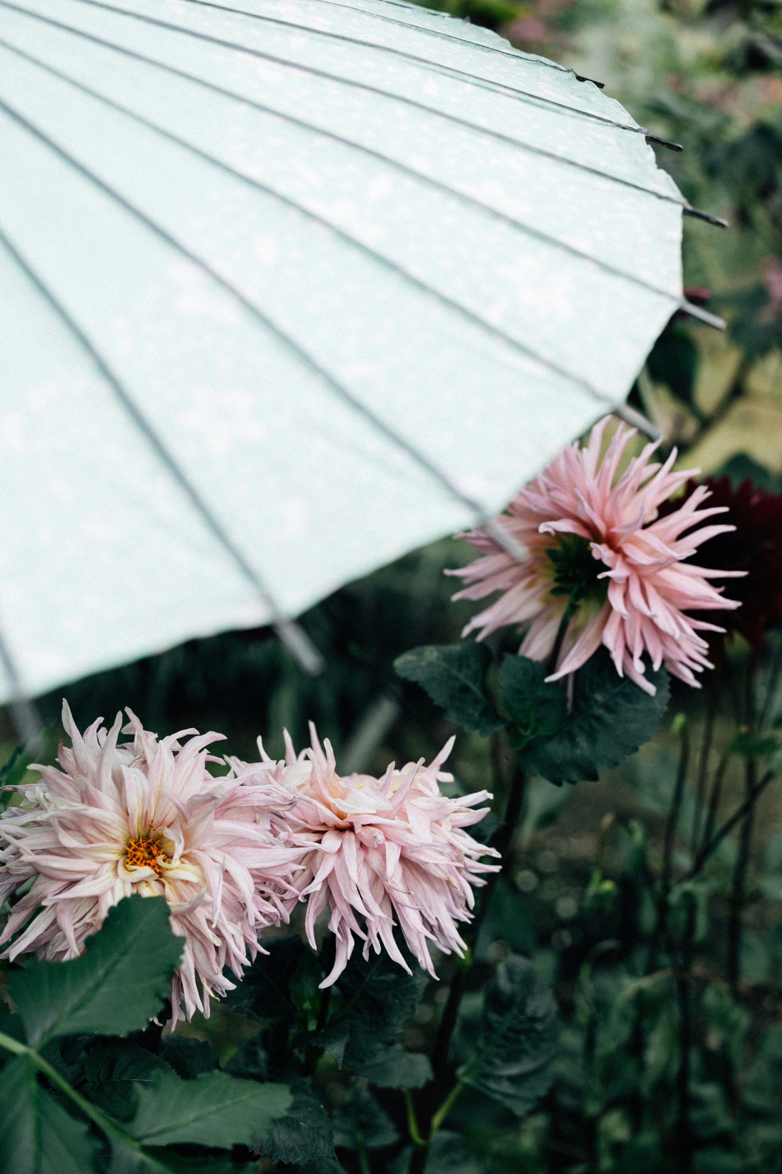 Photo by tsuyoshikozu