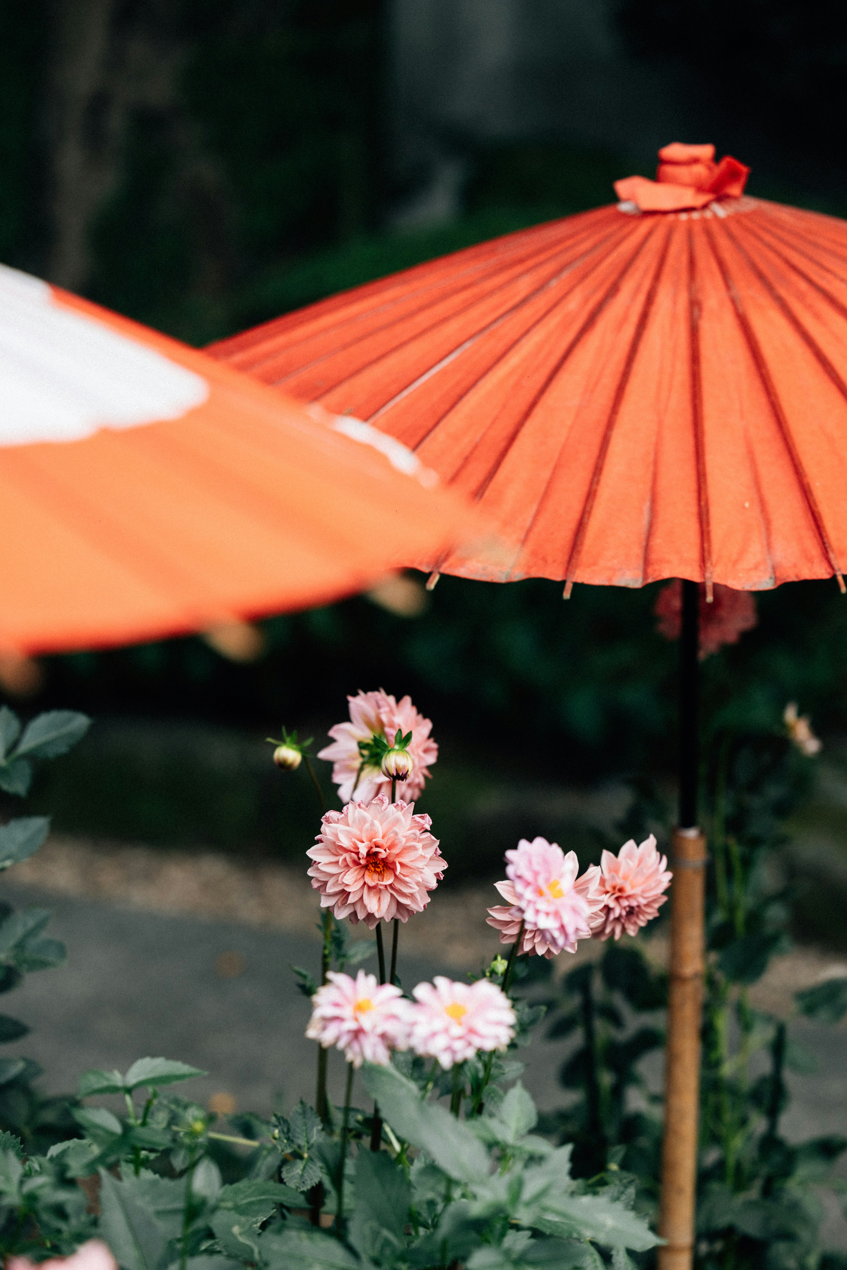 Photo by tsuyoshikozu