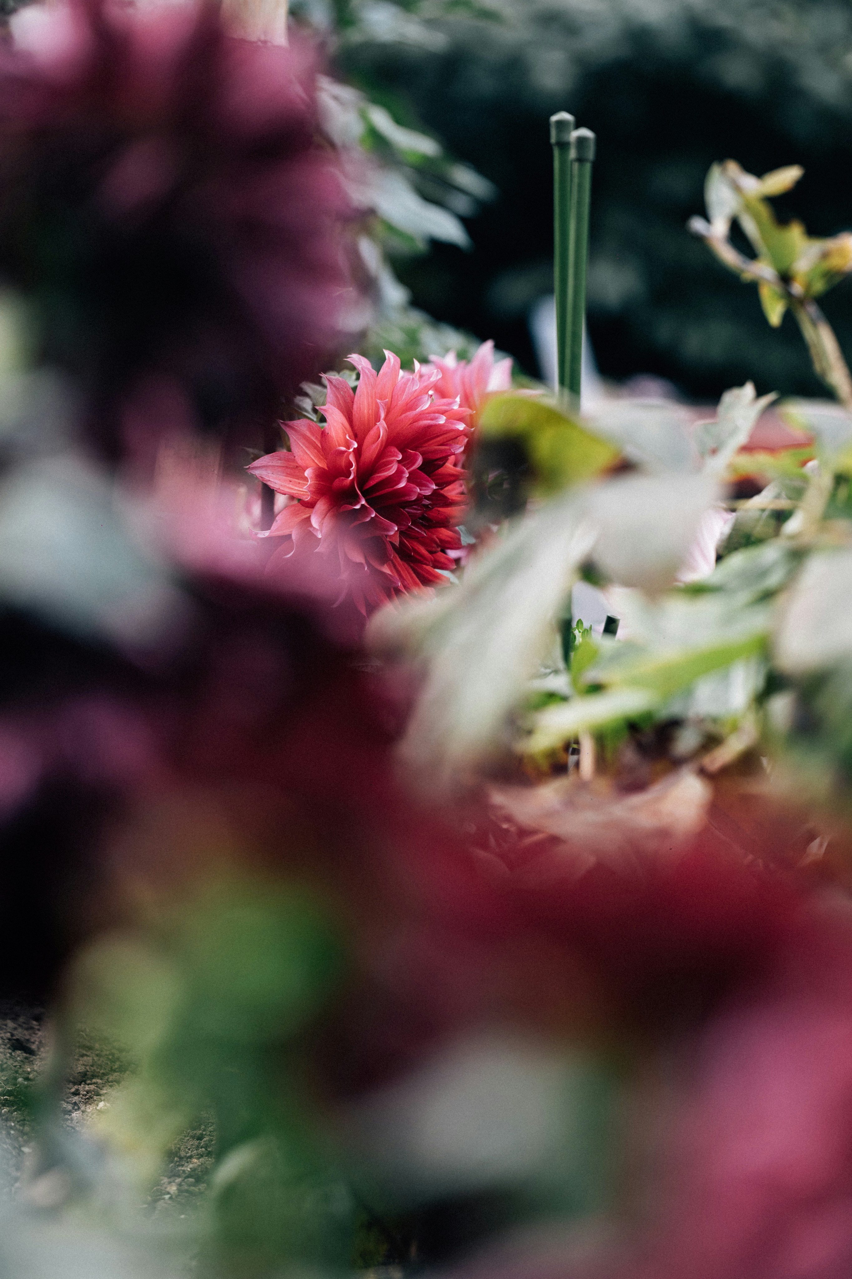 Photo by tsuyoshikozu