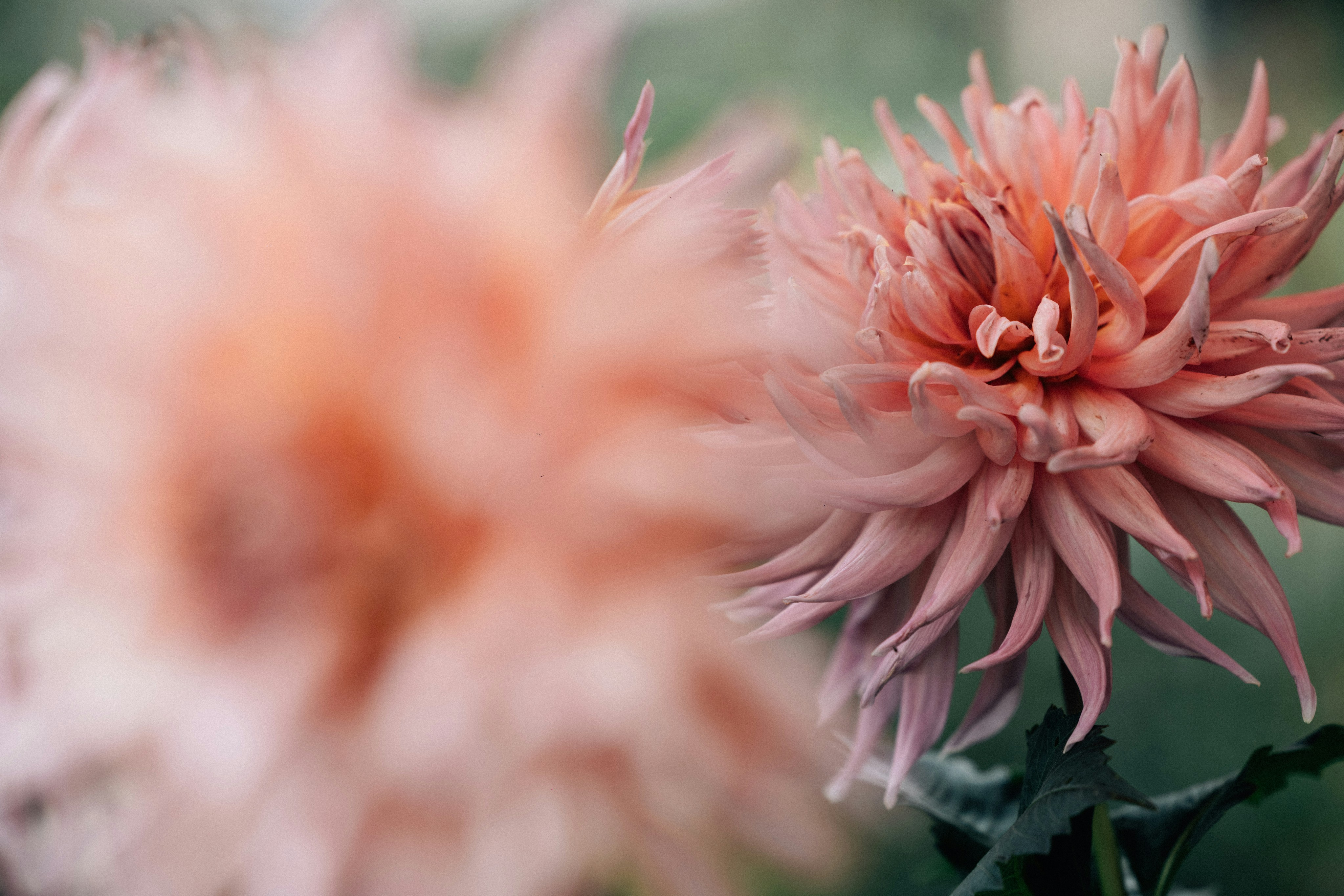 Photo by tsuyoshikozu