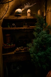 Cozy rustic shelves with plants and pottery.