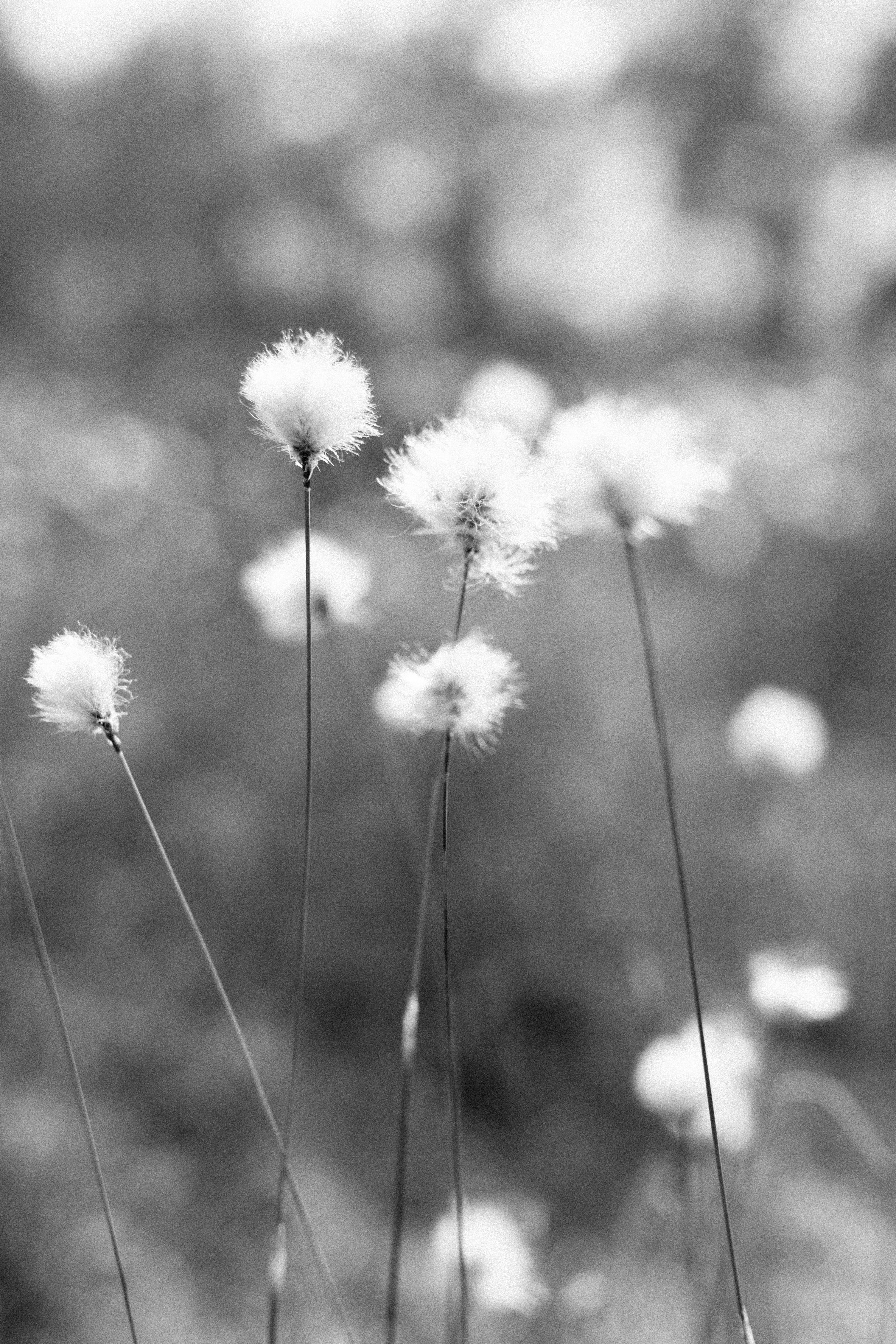 Photo by agneserudzite