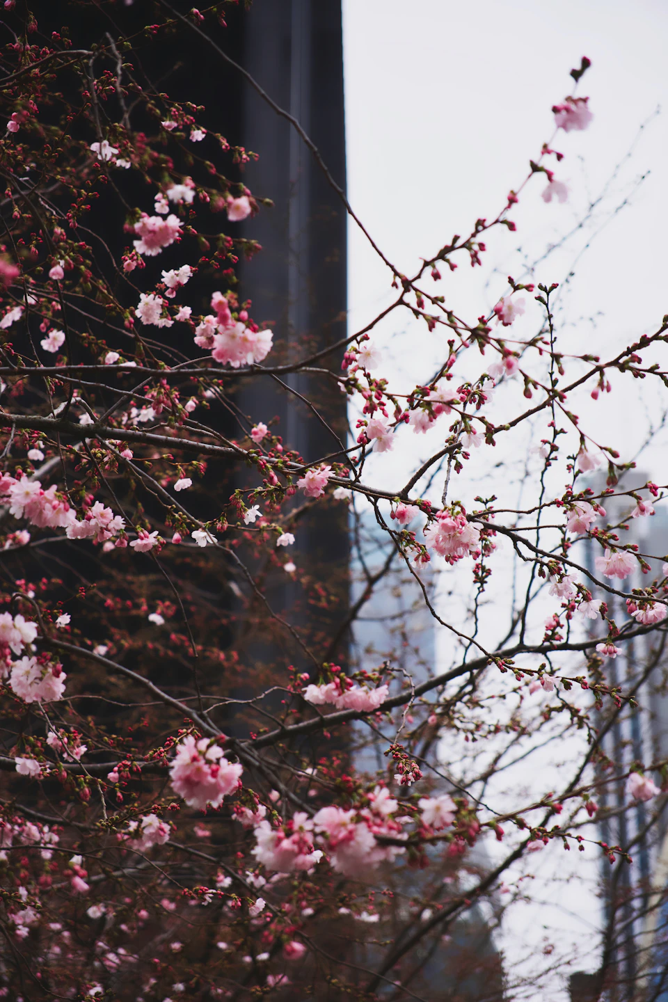 London in Spring
