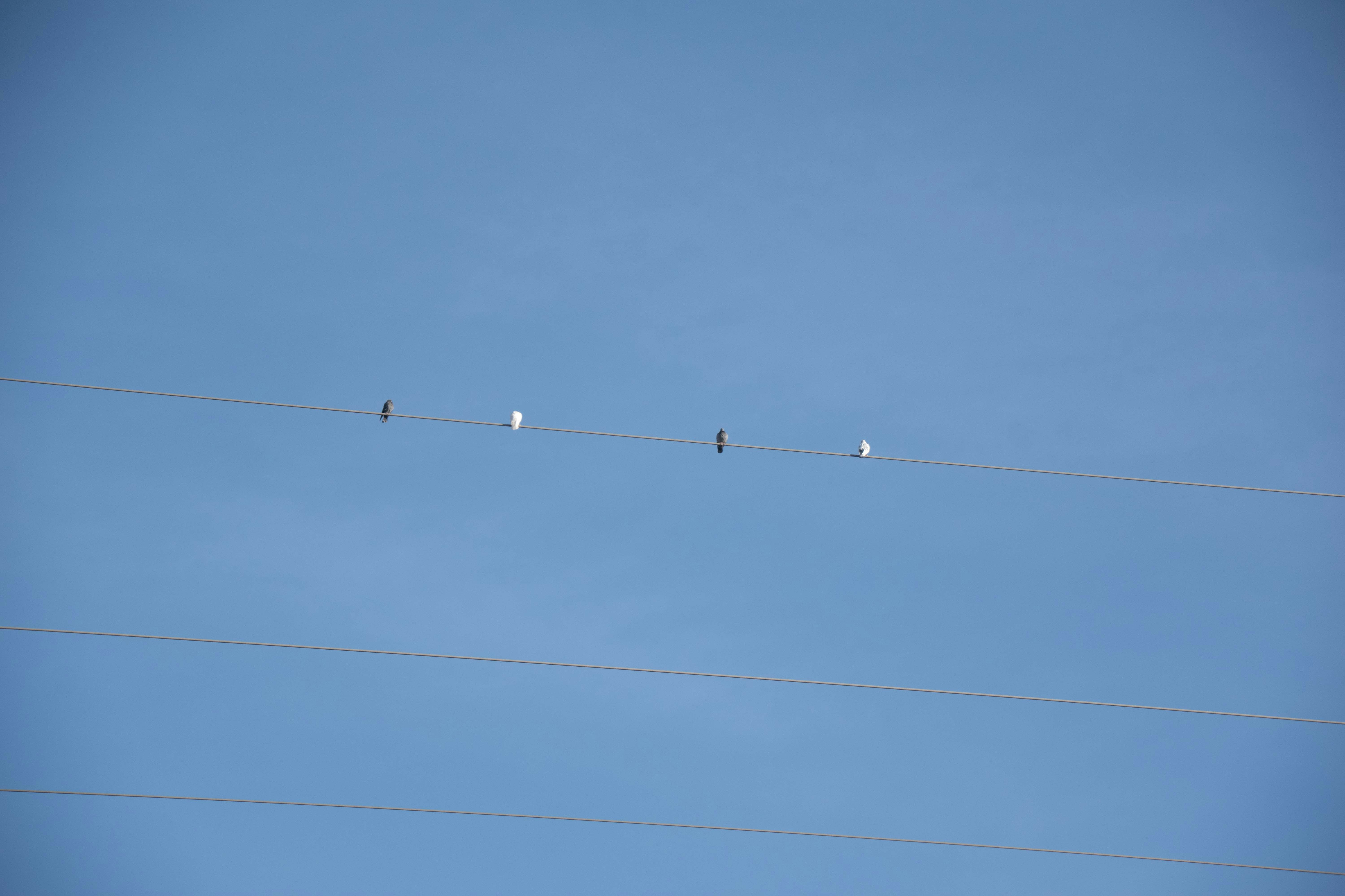 Four lights and two dark objects on power lines