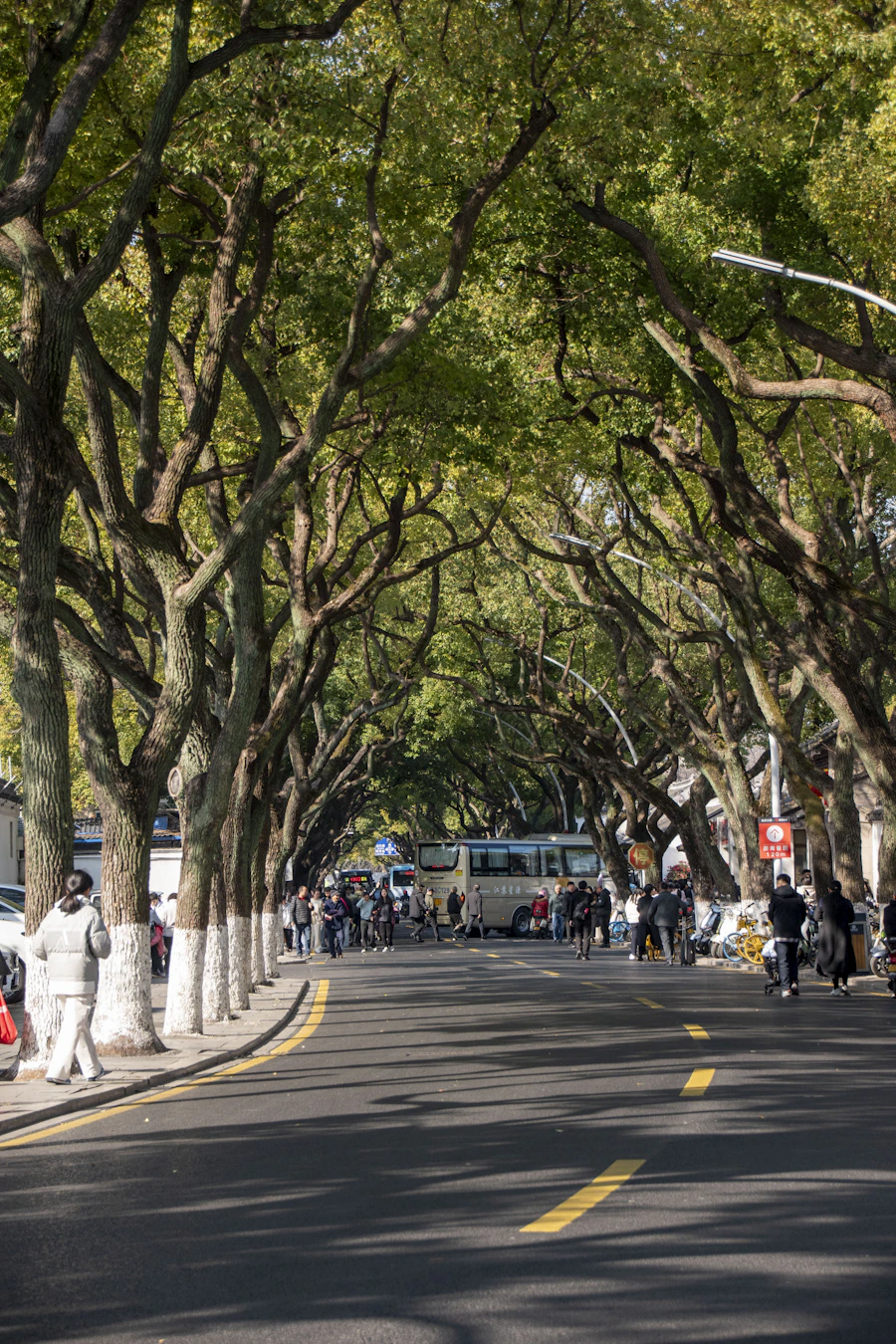 Tree-lined city street with people walking and cycling