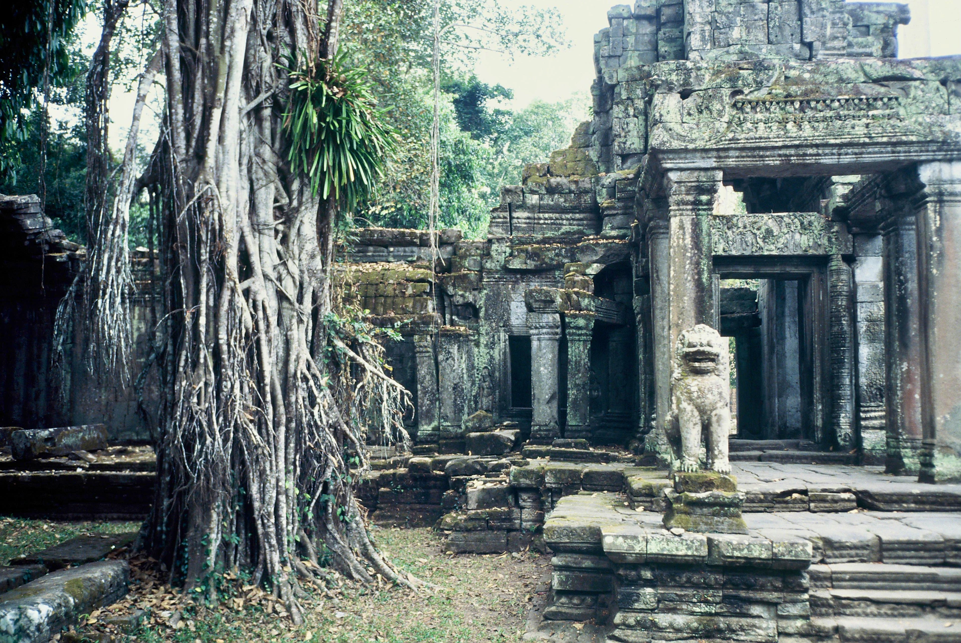 Ancient stone temple ruins overgrown with trees