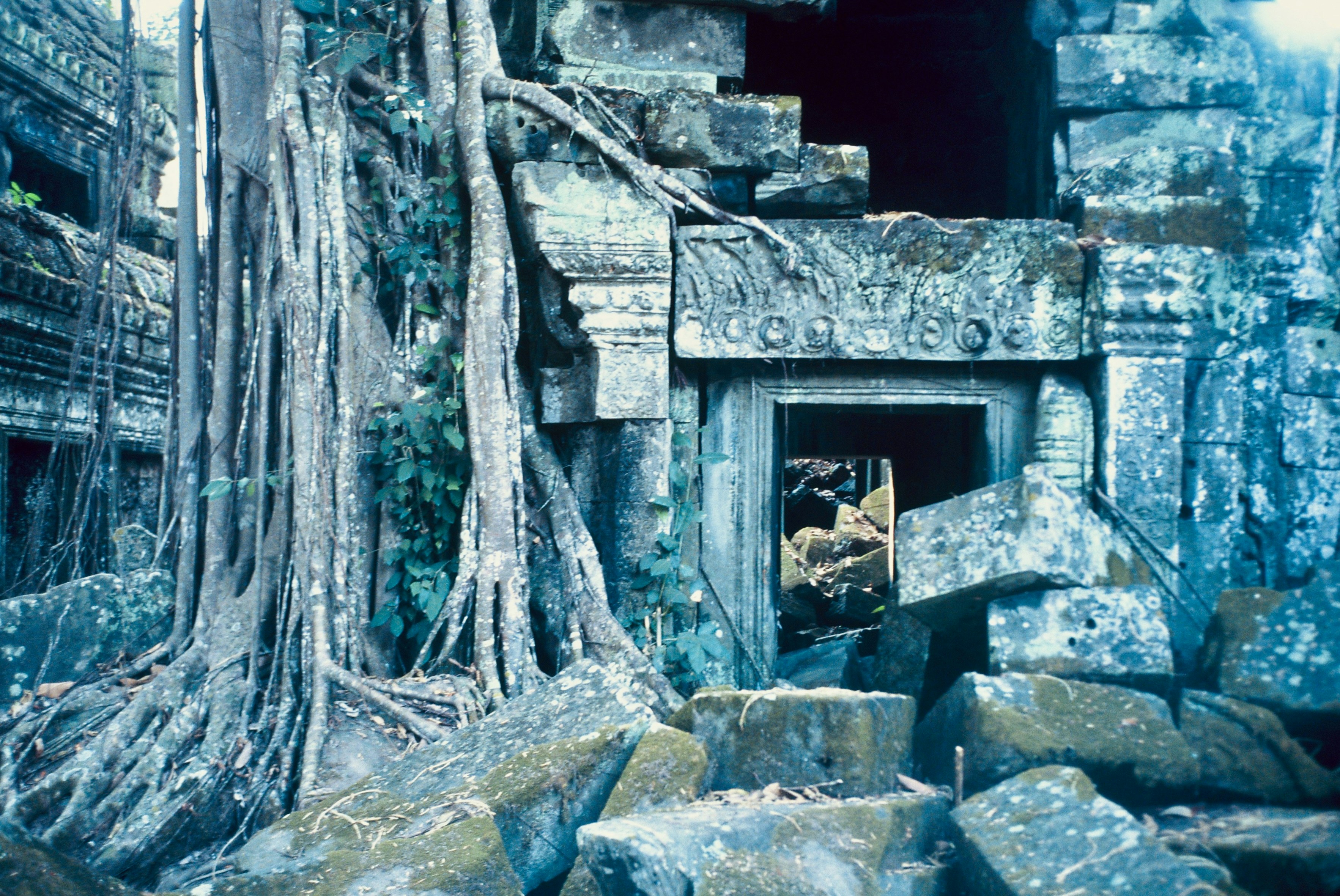 Uralte Steinruinen, die von großen Baumwurzeln überwuchert sind