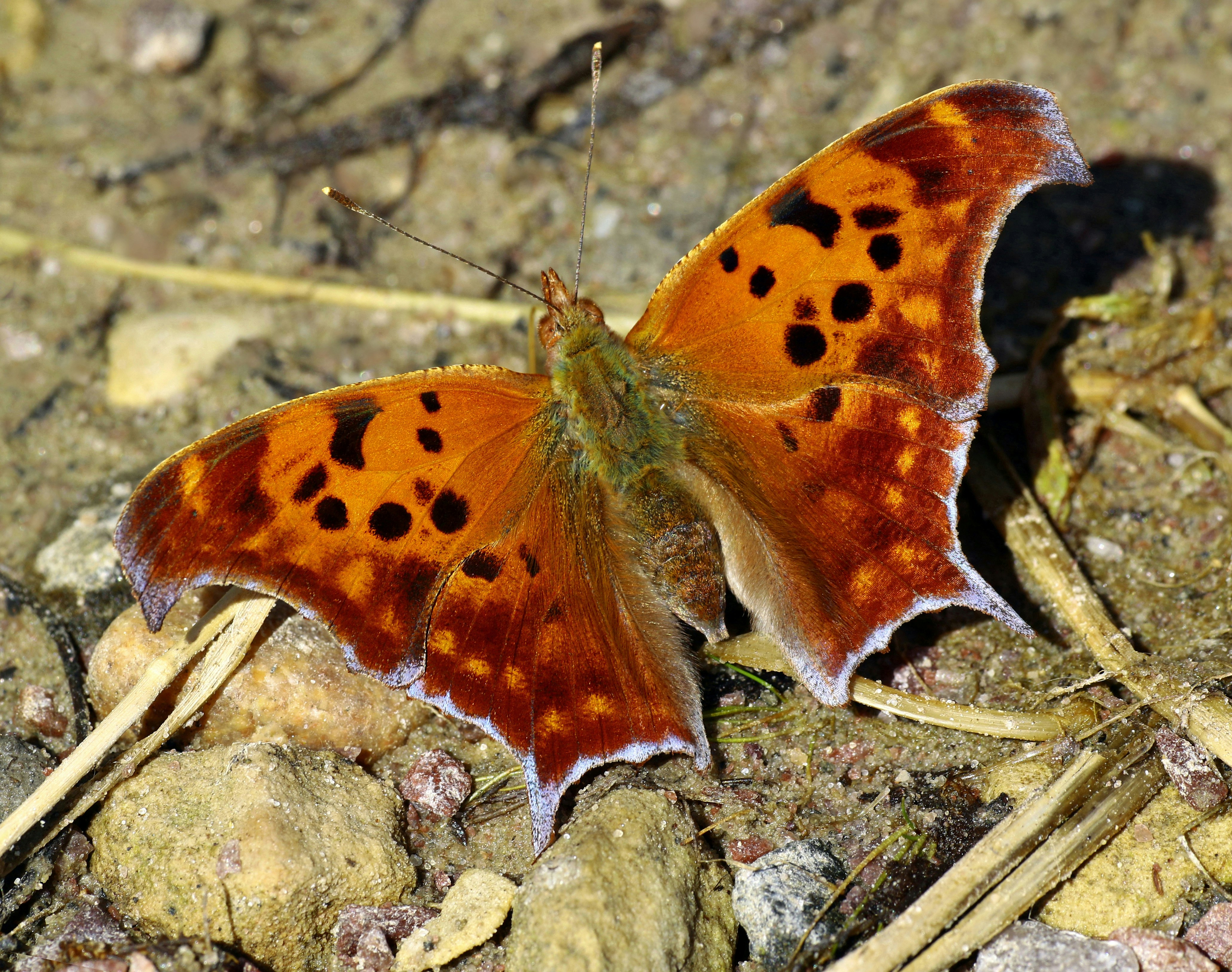 Photo by telliottmbamsc