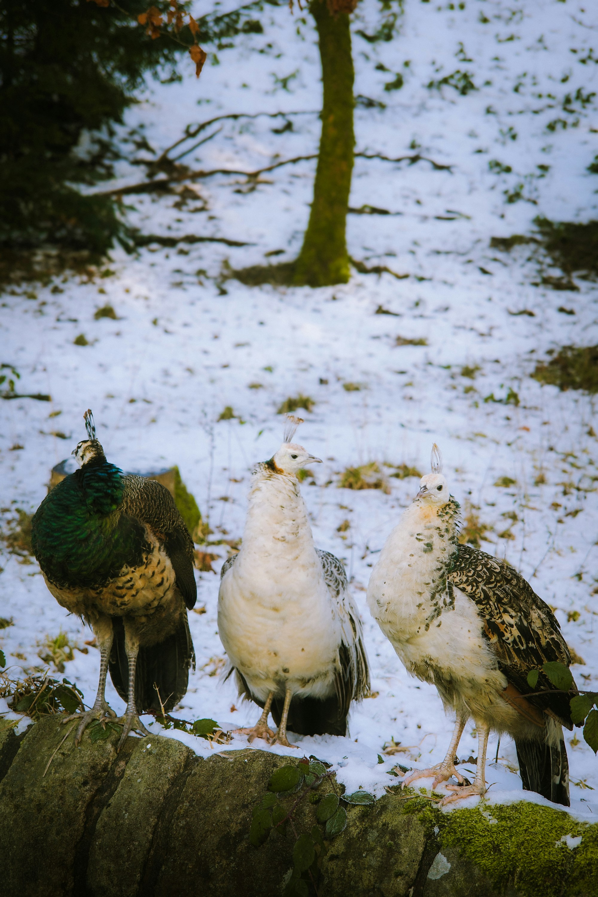 Three peacocks stand on a stone wall in snow.