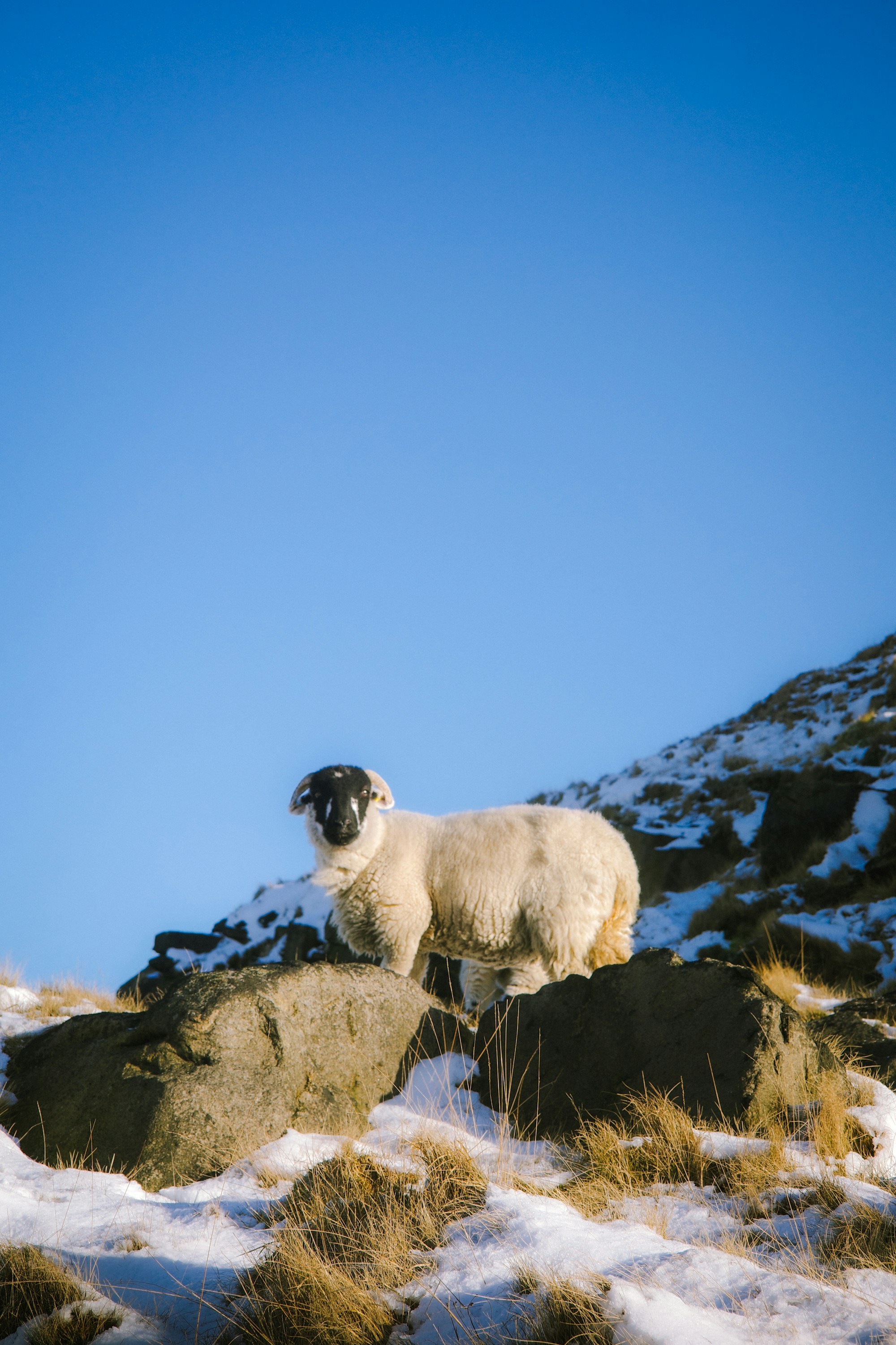 A sheep stands on a rocky, snow-covered hill.