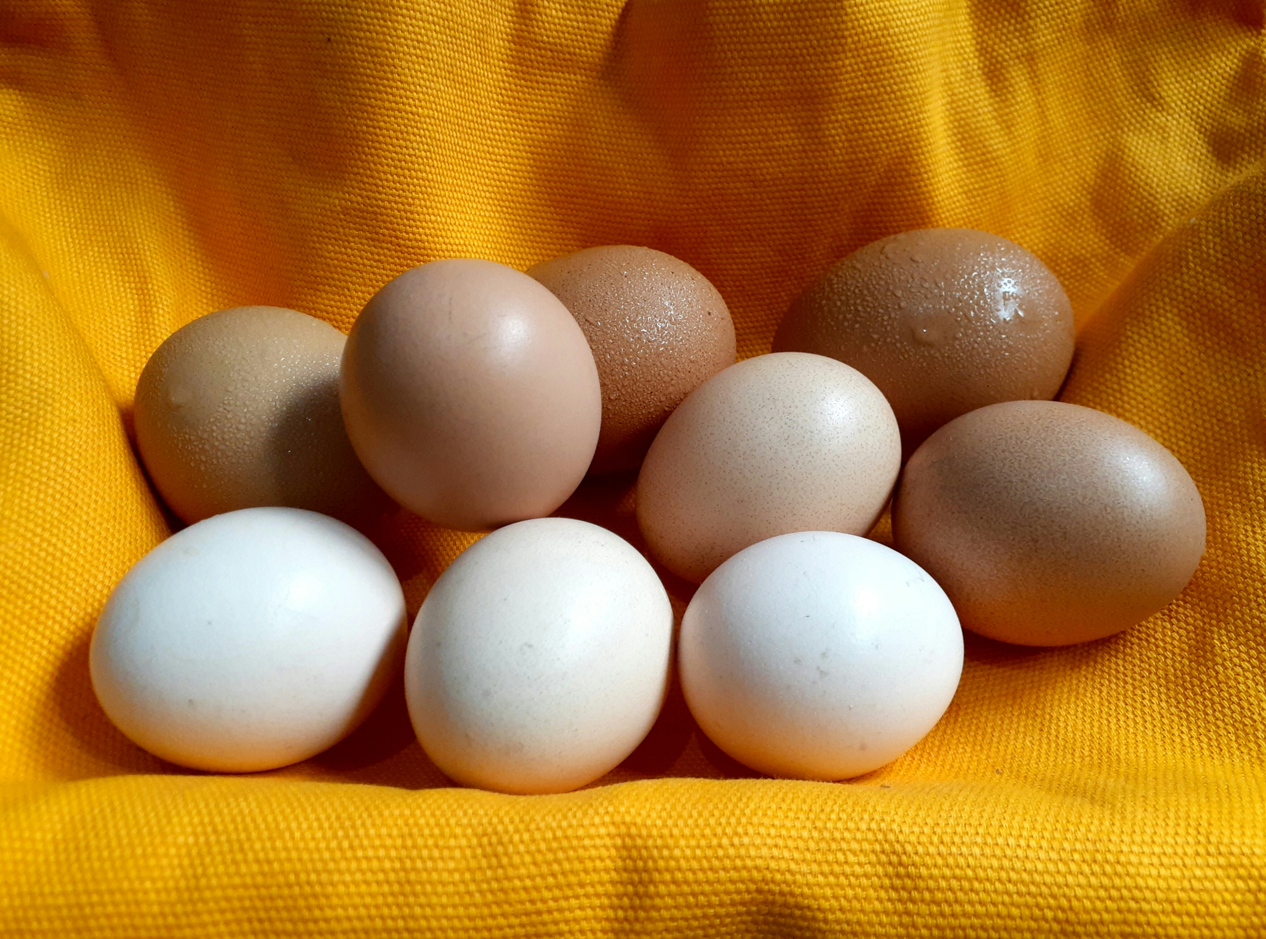 Mehrere braune und weiße Eier, die auf gelbem Stoff angeordnet sind.