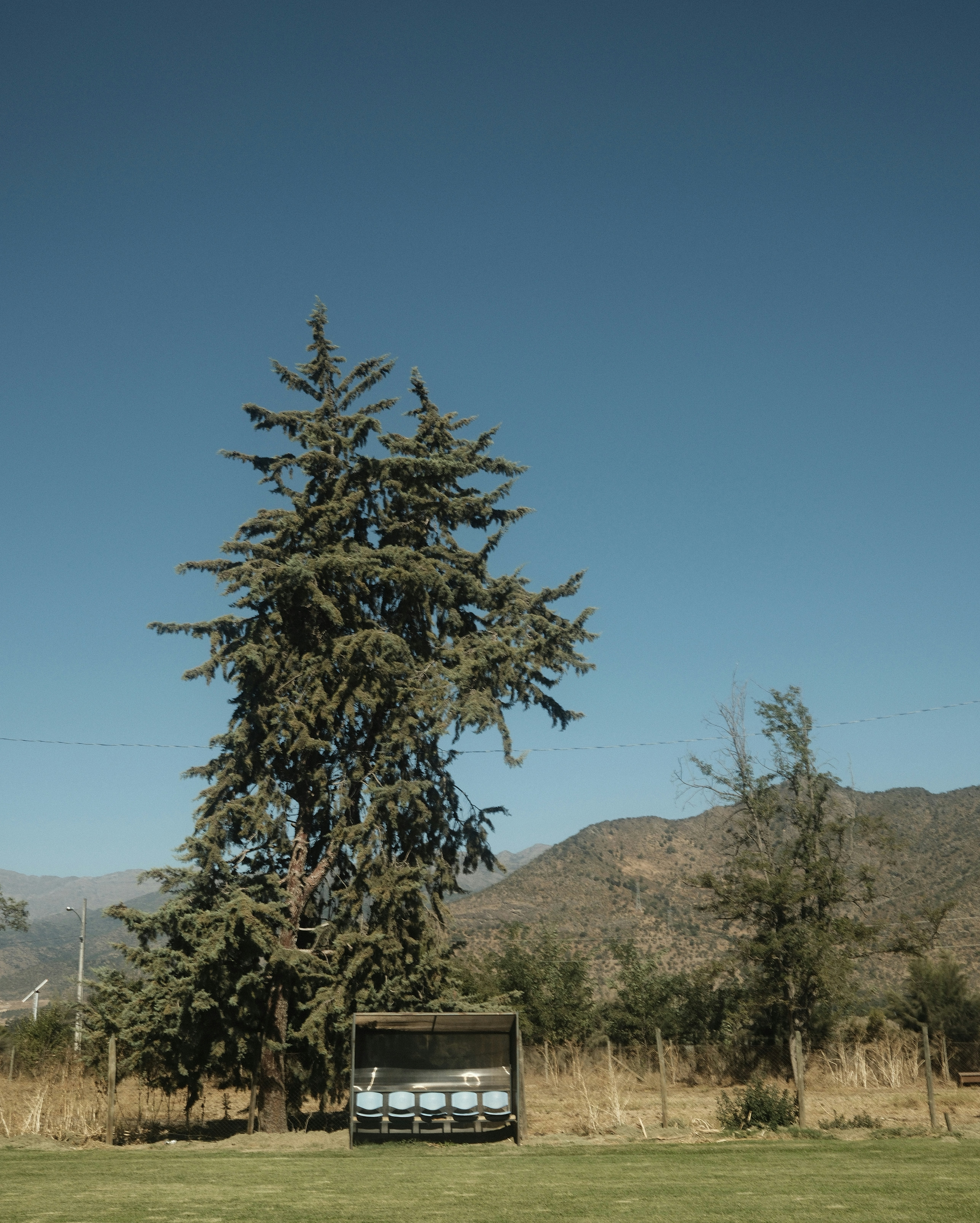 Árbol perenne alto con barriles bajo un cielo azul despejado.