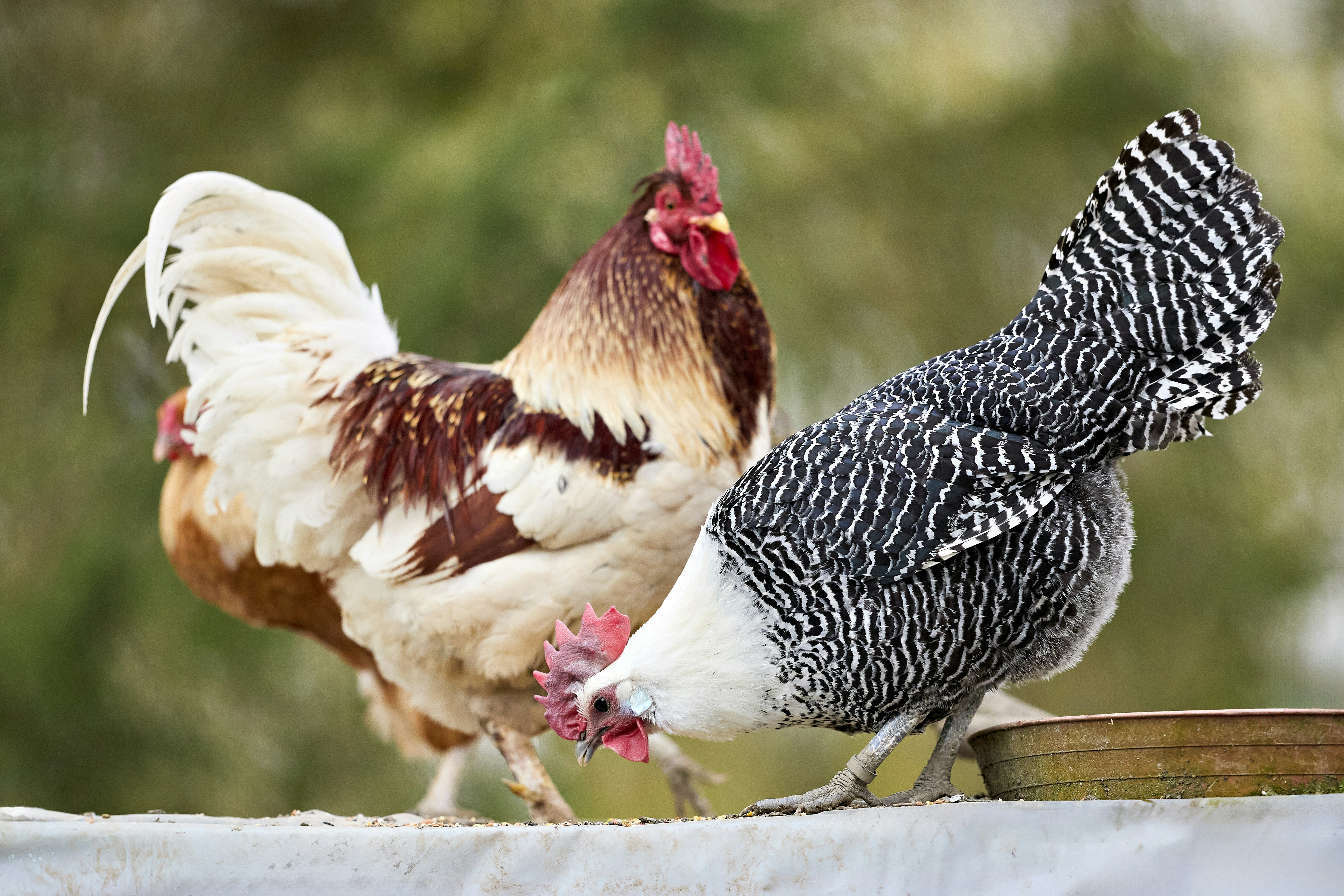 Photo by erwinbosman