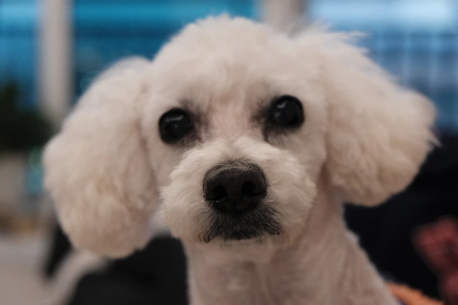 A white curly-coated dog with a freshly trimmed round face looking straight at the camera
