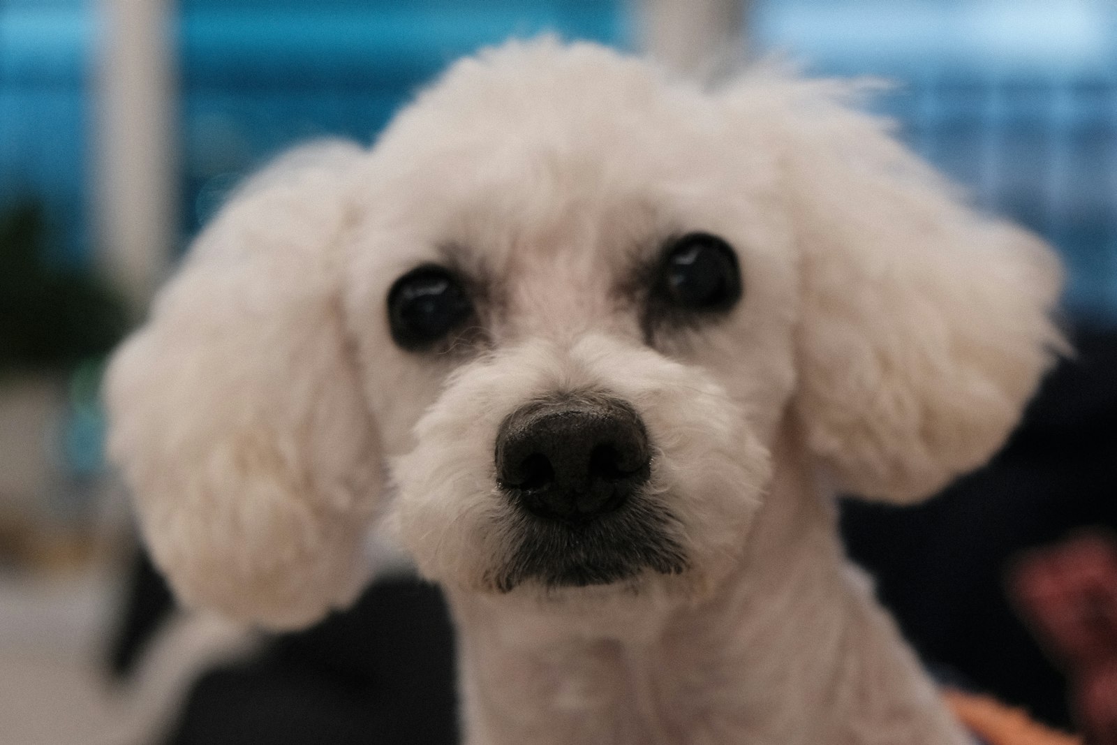 Poodle Health: What to Watch For