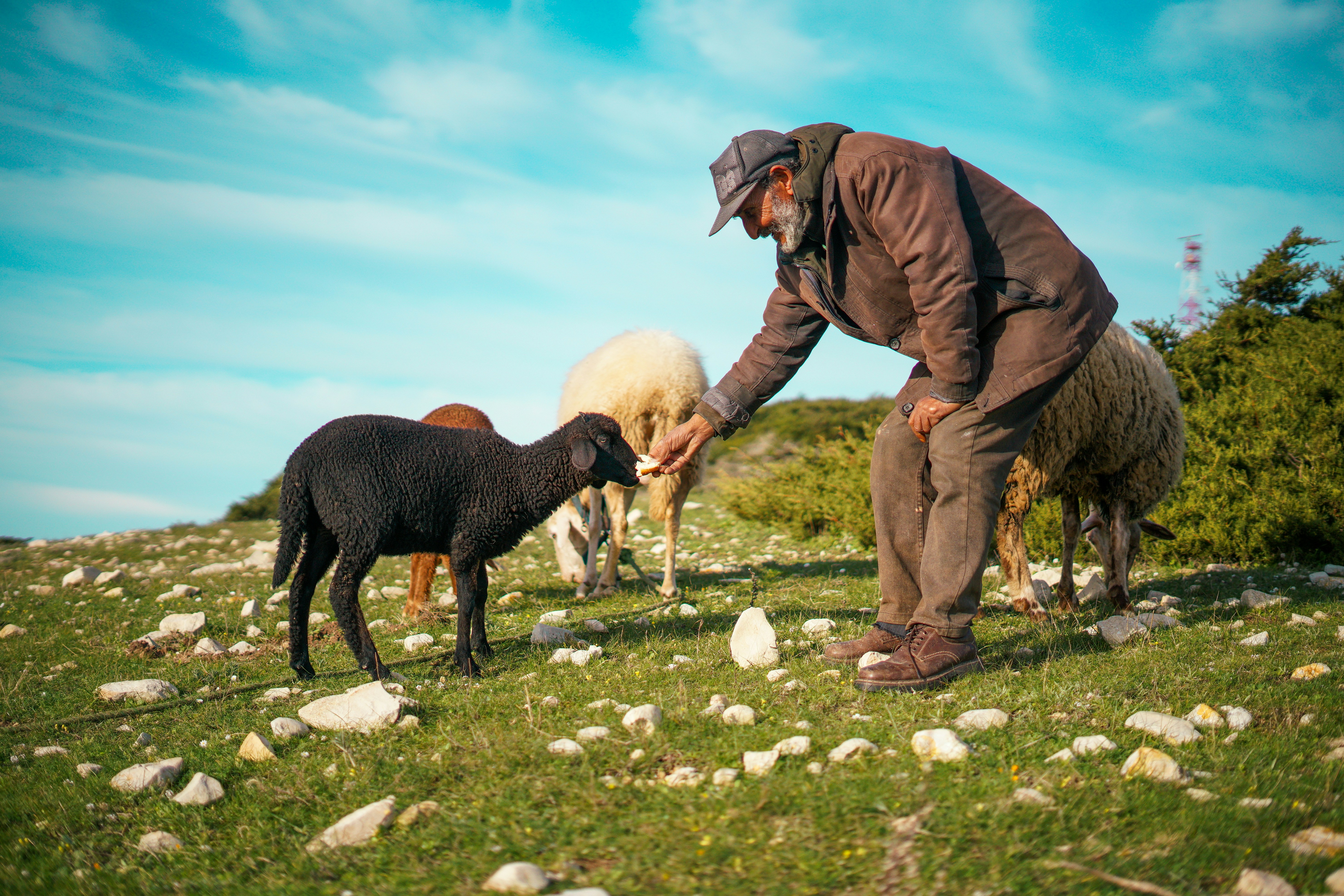 Shepherd feeding a black lamb in a grassy field.