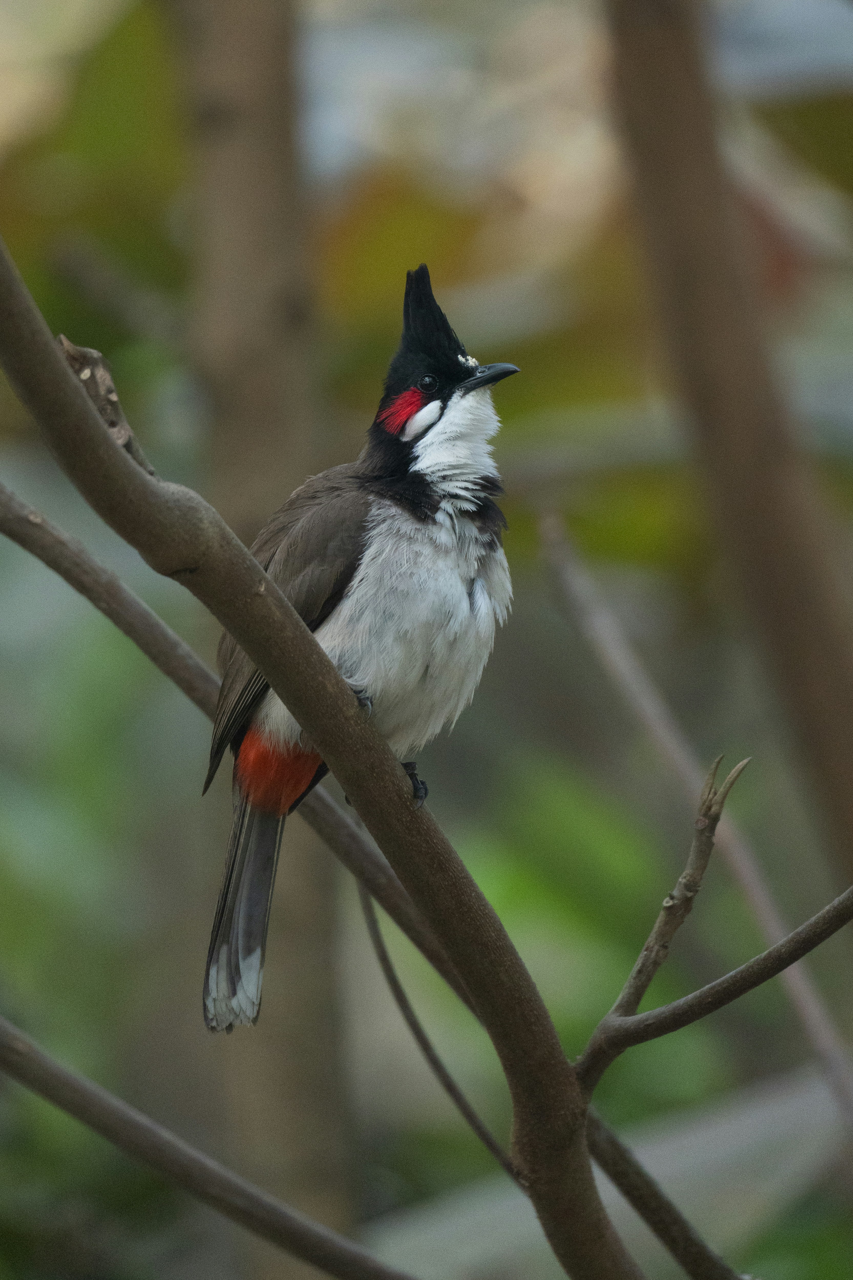 Un bulbul baffato rosso posato su un ramo