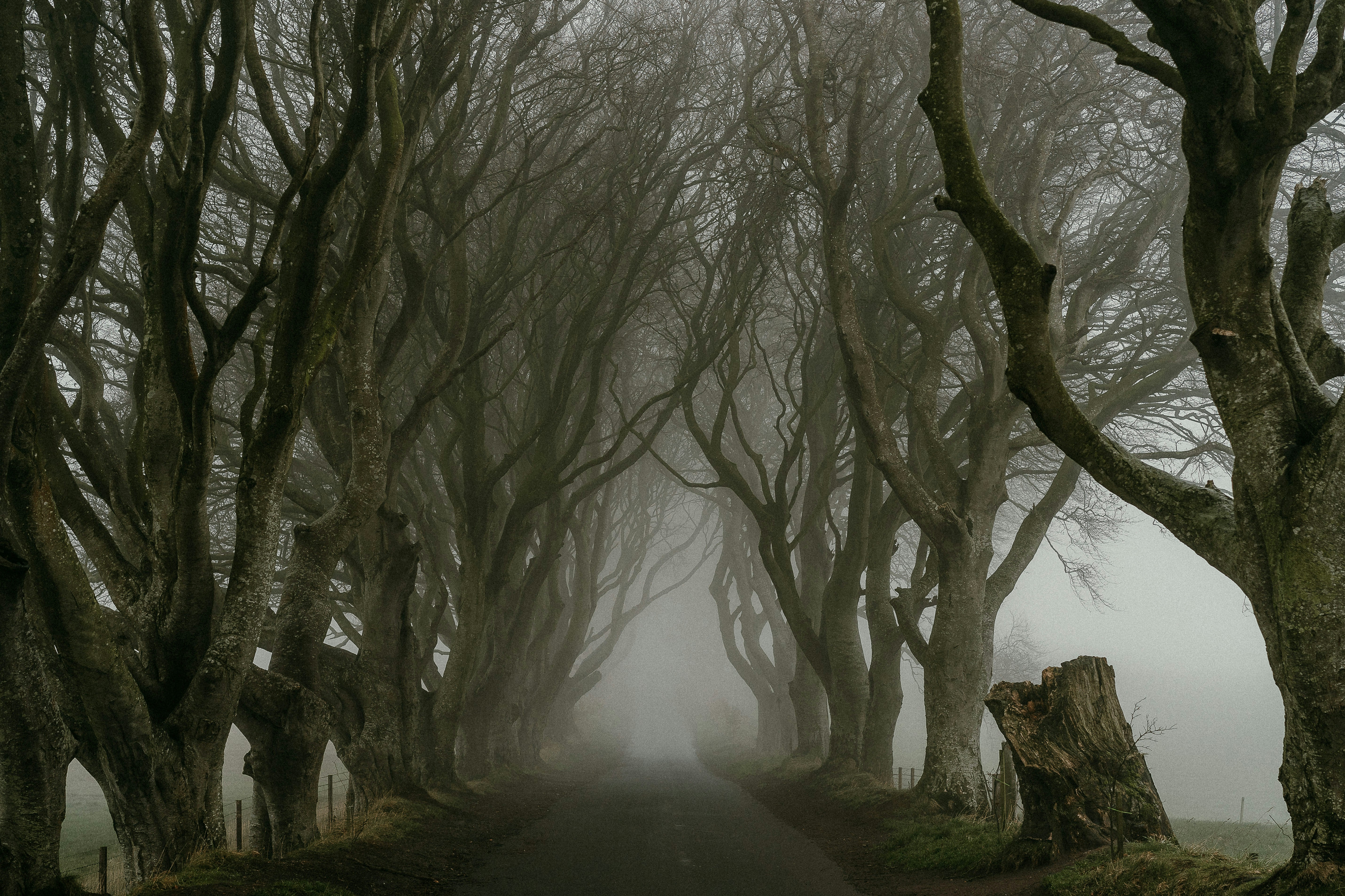A misty road lined with ancient bare beech trees forming a tunnel — the Dark Hedges on Bregagh Road in County Antrim, the Game of Thrones Kingsroad filming location