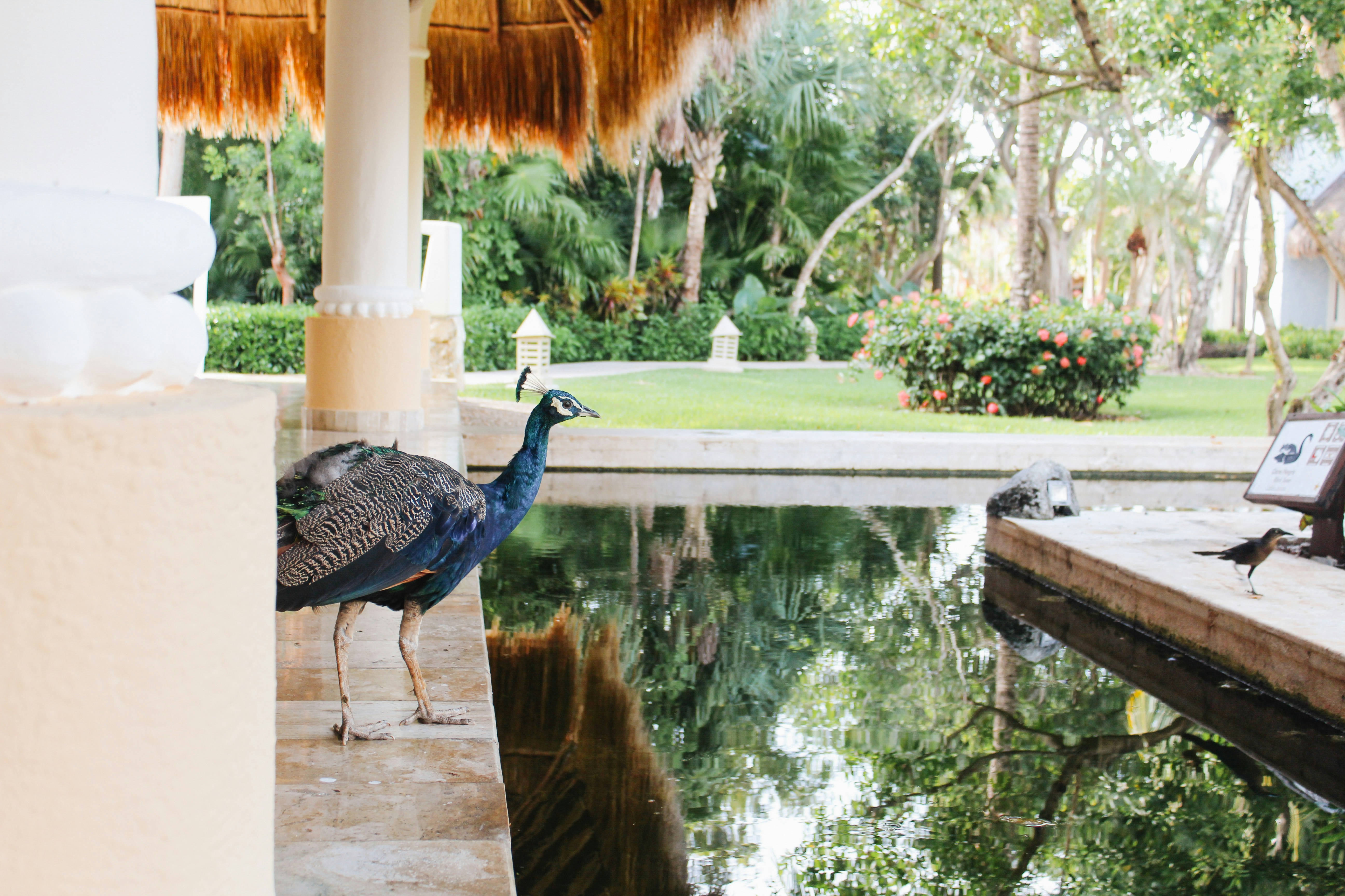 A peacock walks near a pond with greenery.