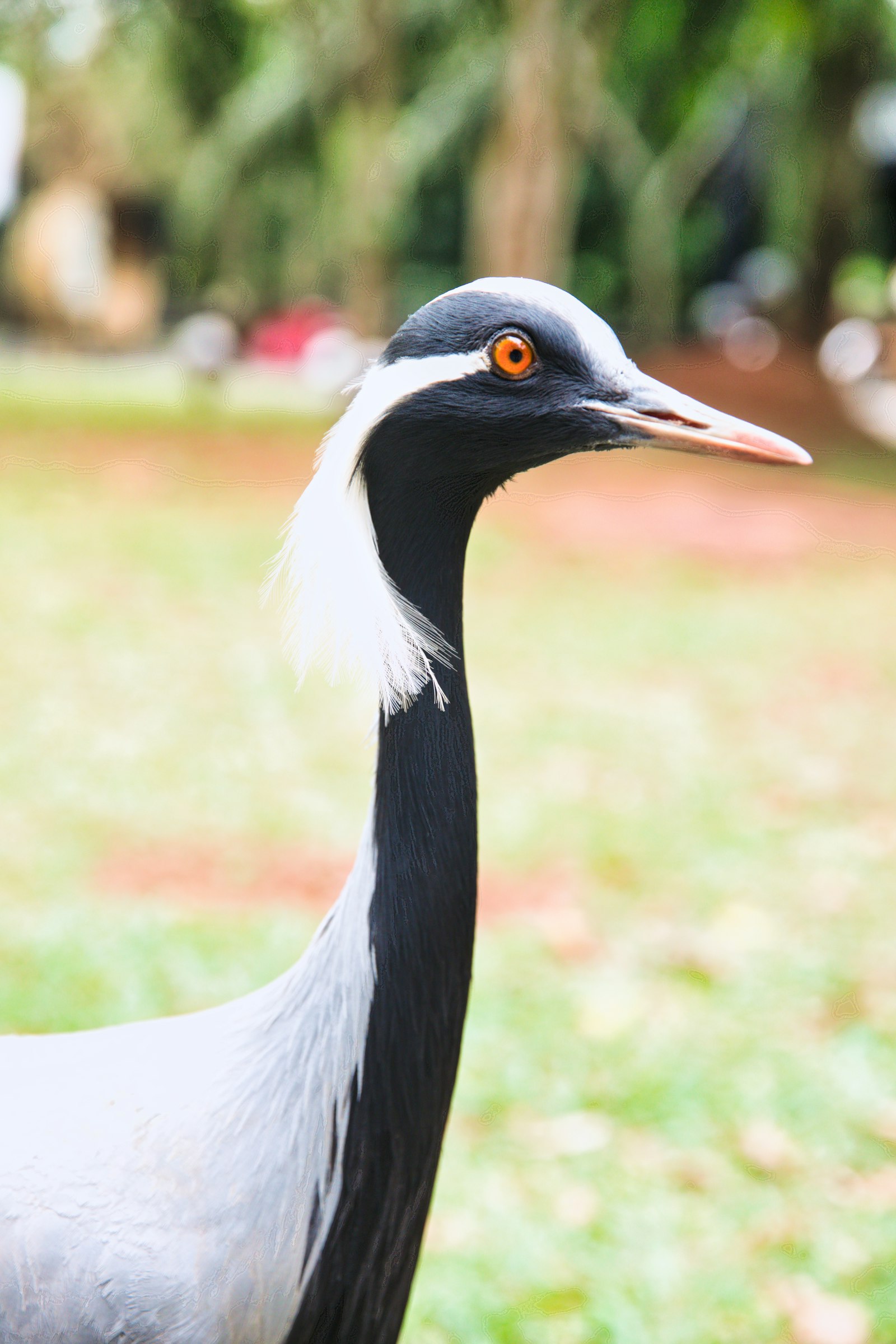 Photographing Demoiselle Cranes at Khichan, Rajasthan — wildlife photography article cover