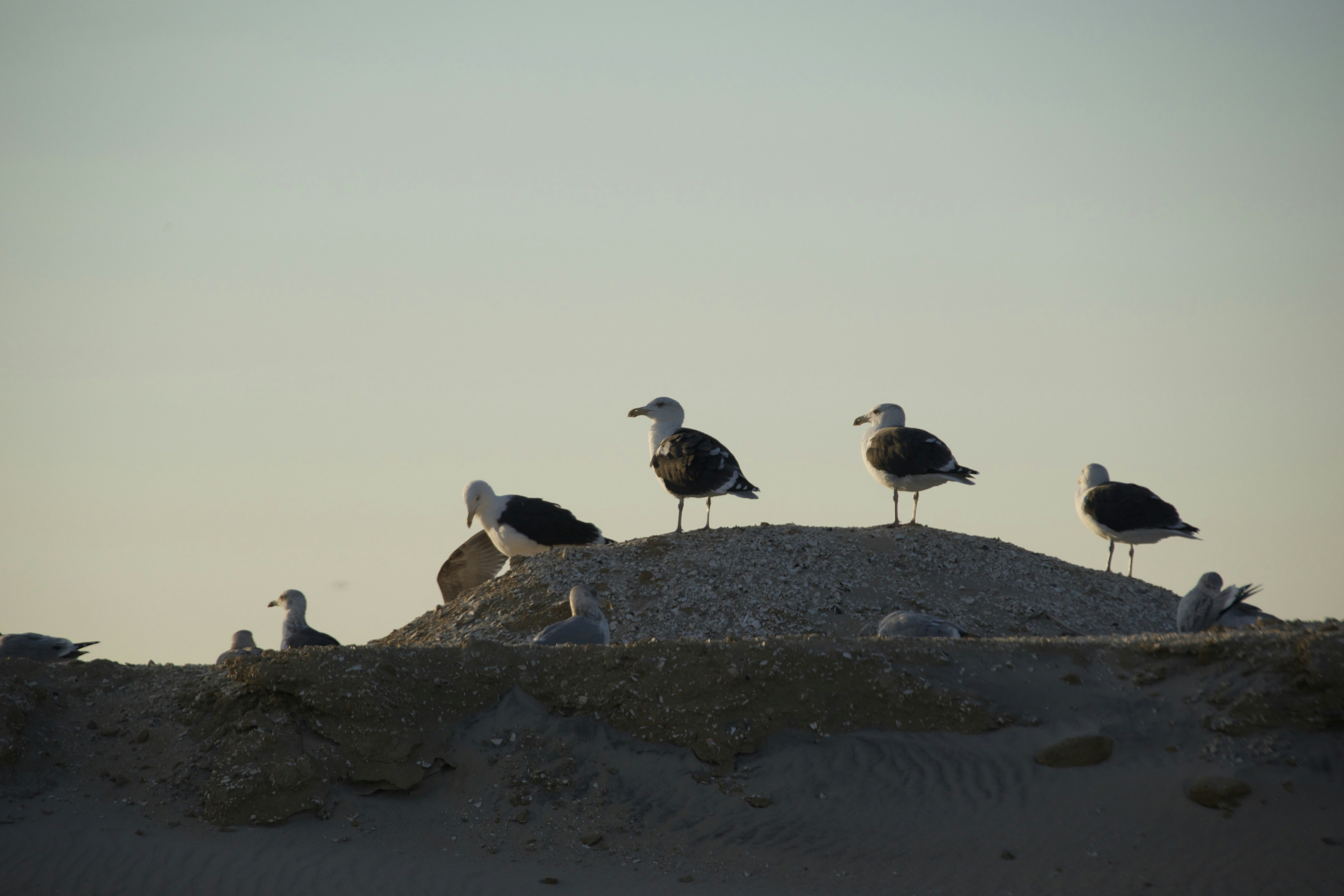 Seagulls perched on a sandy mound against a pale sky.