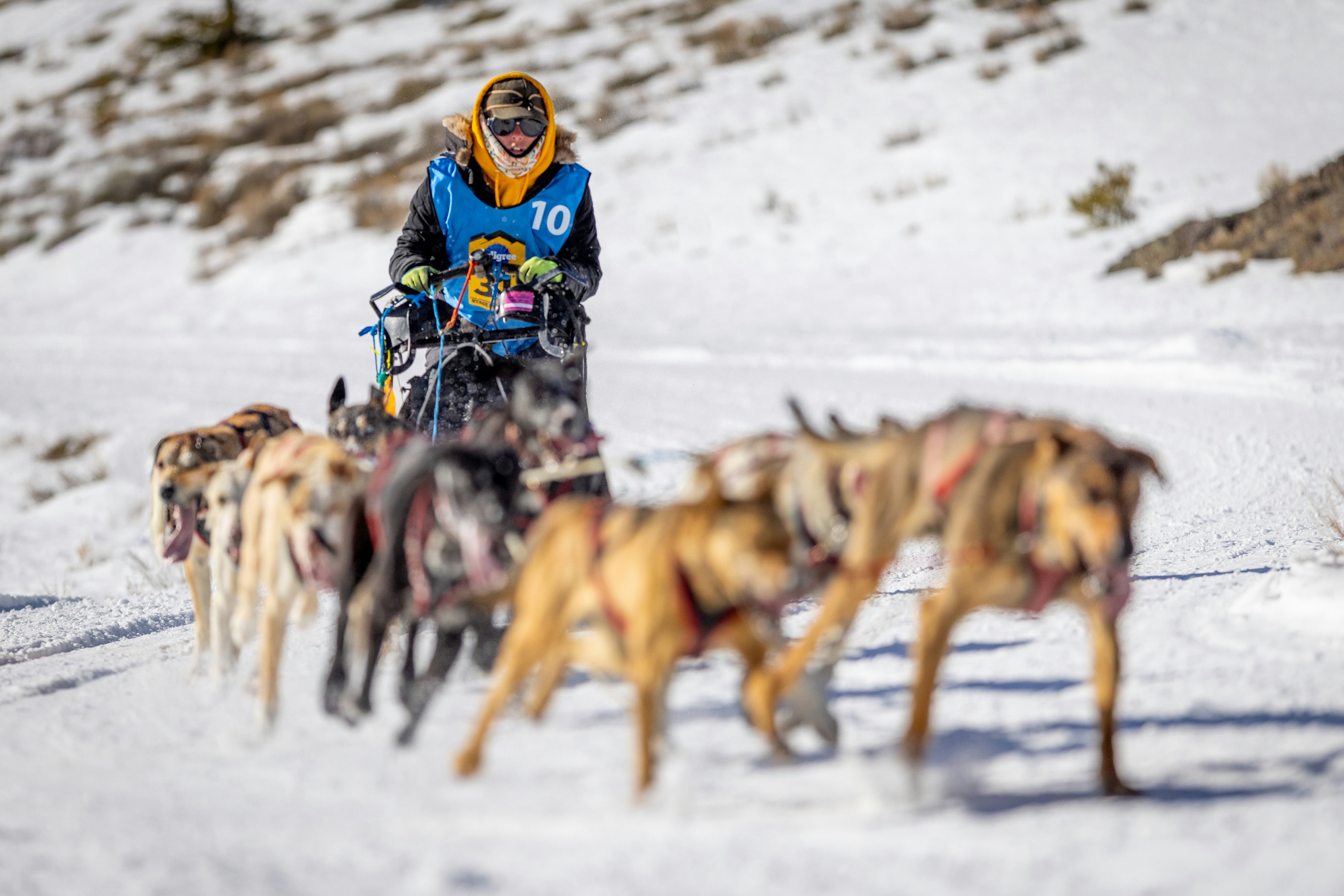 Musher and dogsled team racing on snowy terrain