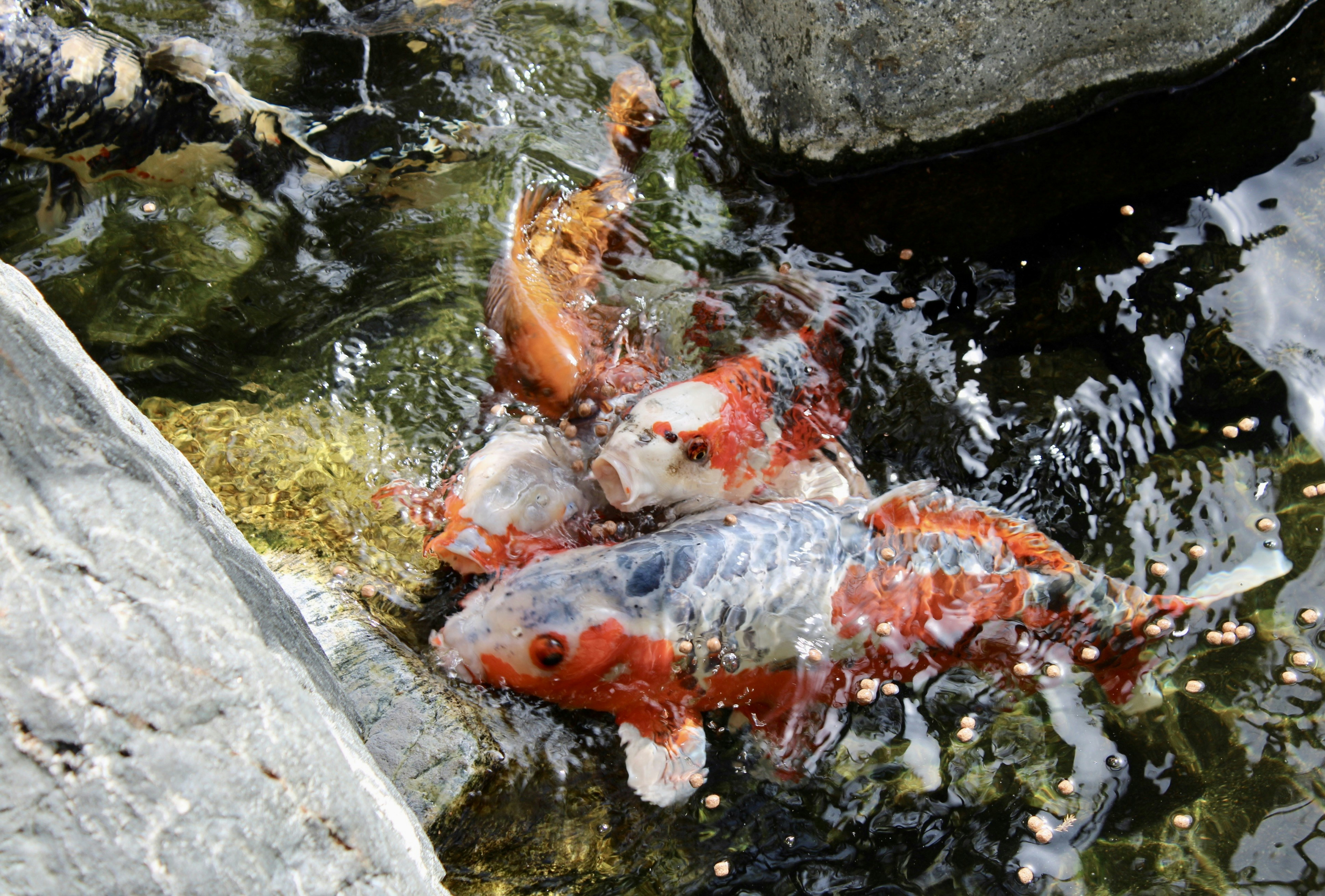 Bunte Koi-Fische, die in flachem Wasser schwimmen