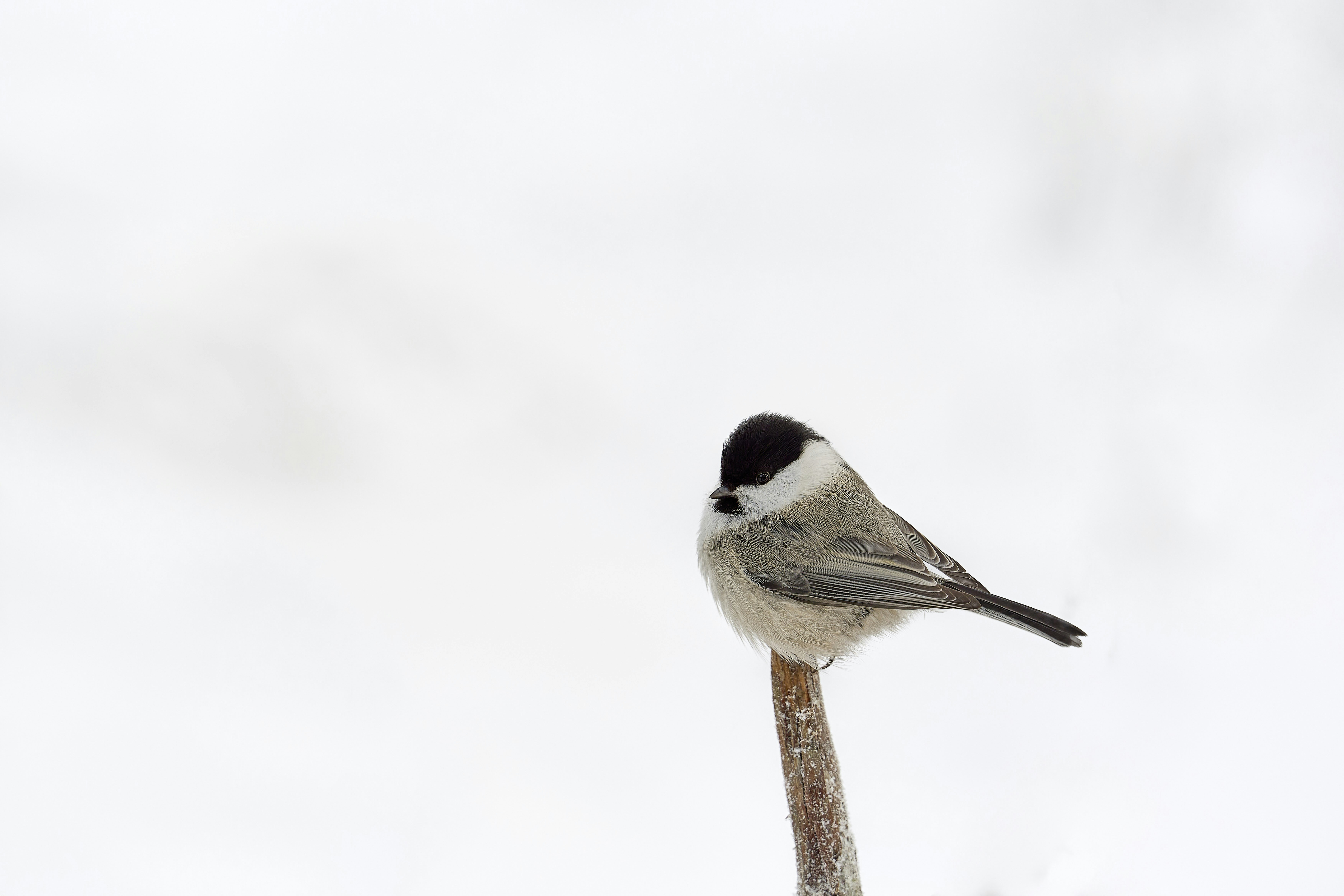 Photo by wolfgang_hasselmann