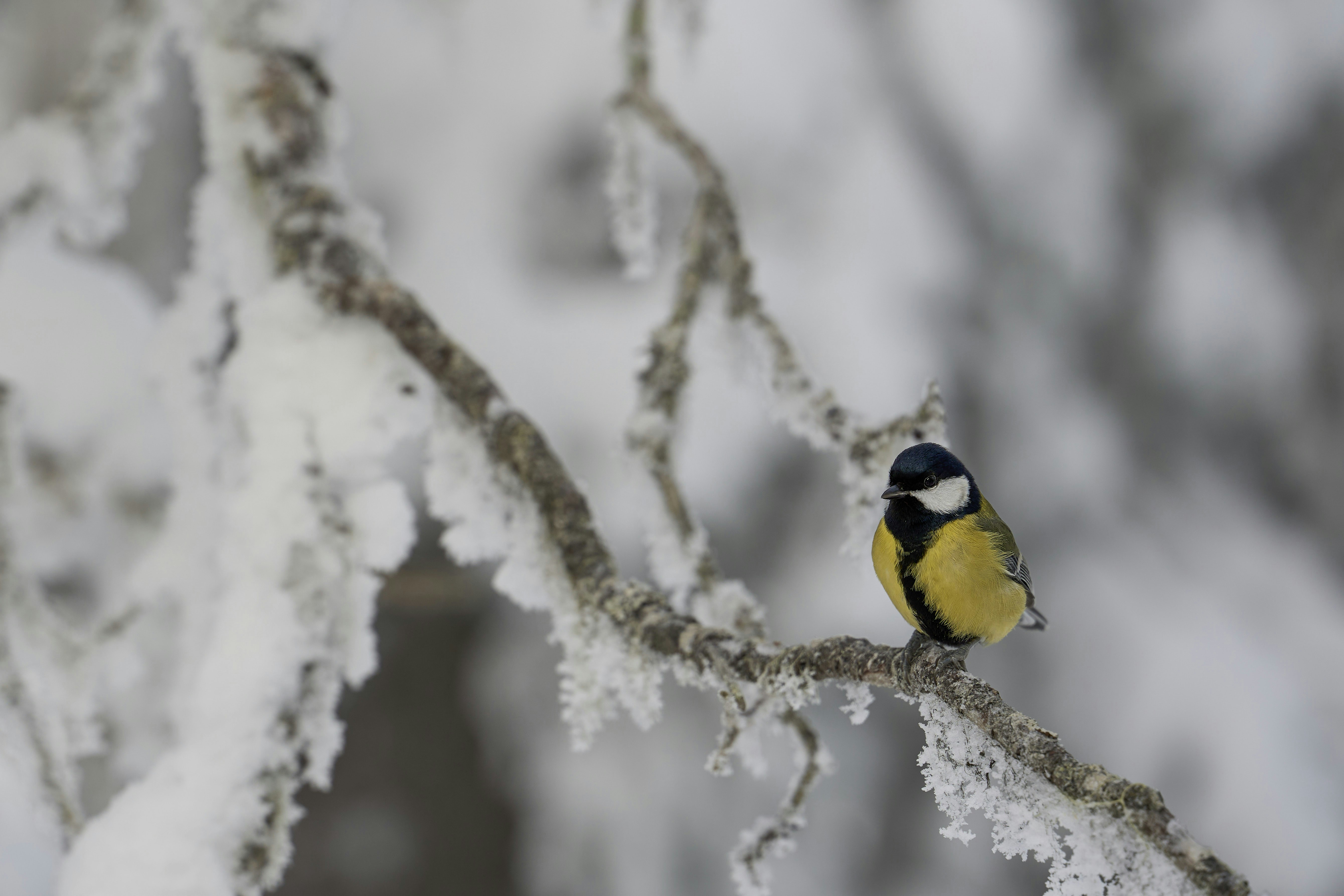 Photo by wolfgang_hasselmann