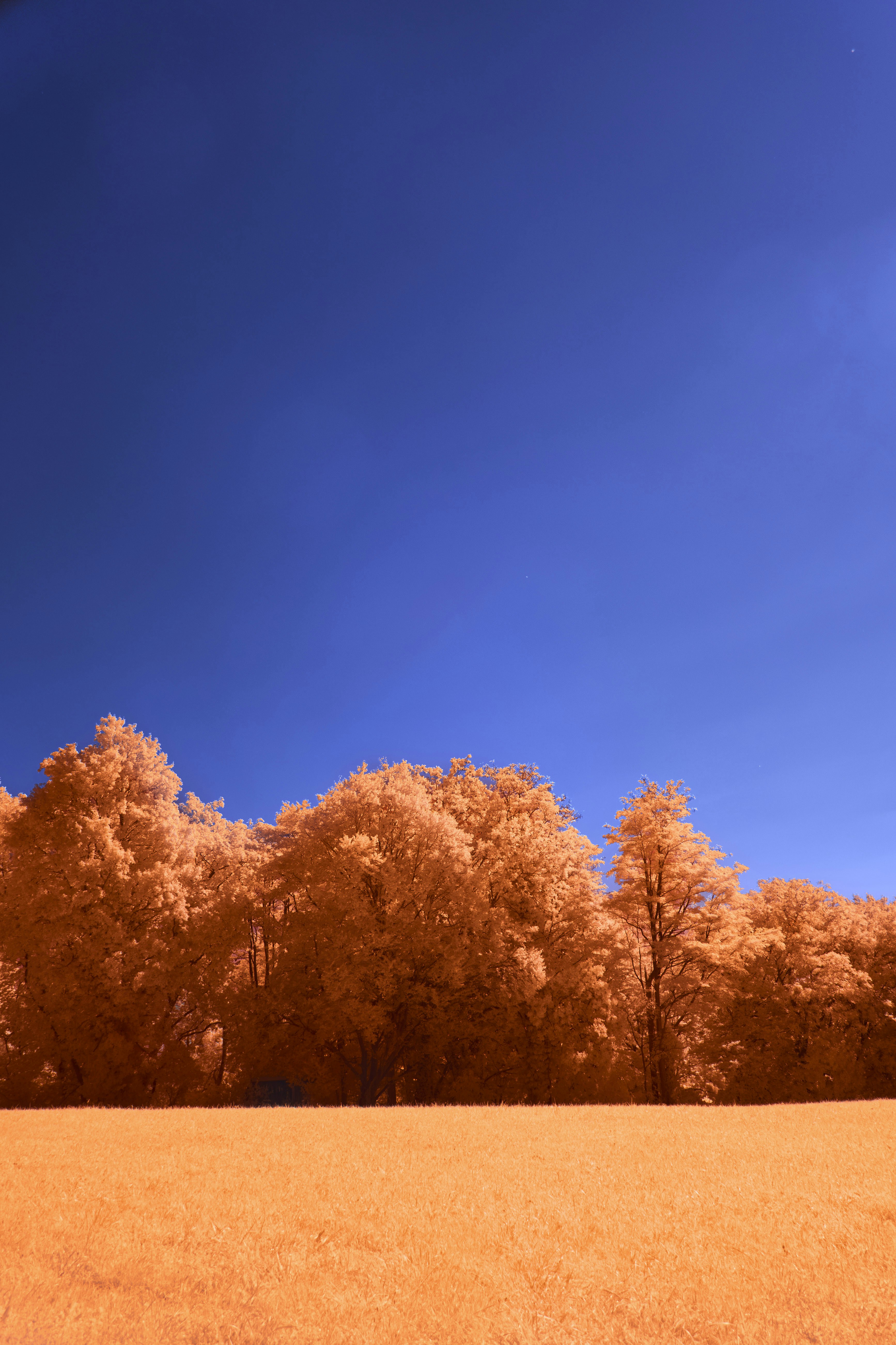 Photo by wolfgang_hasselmann