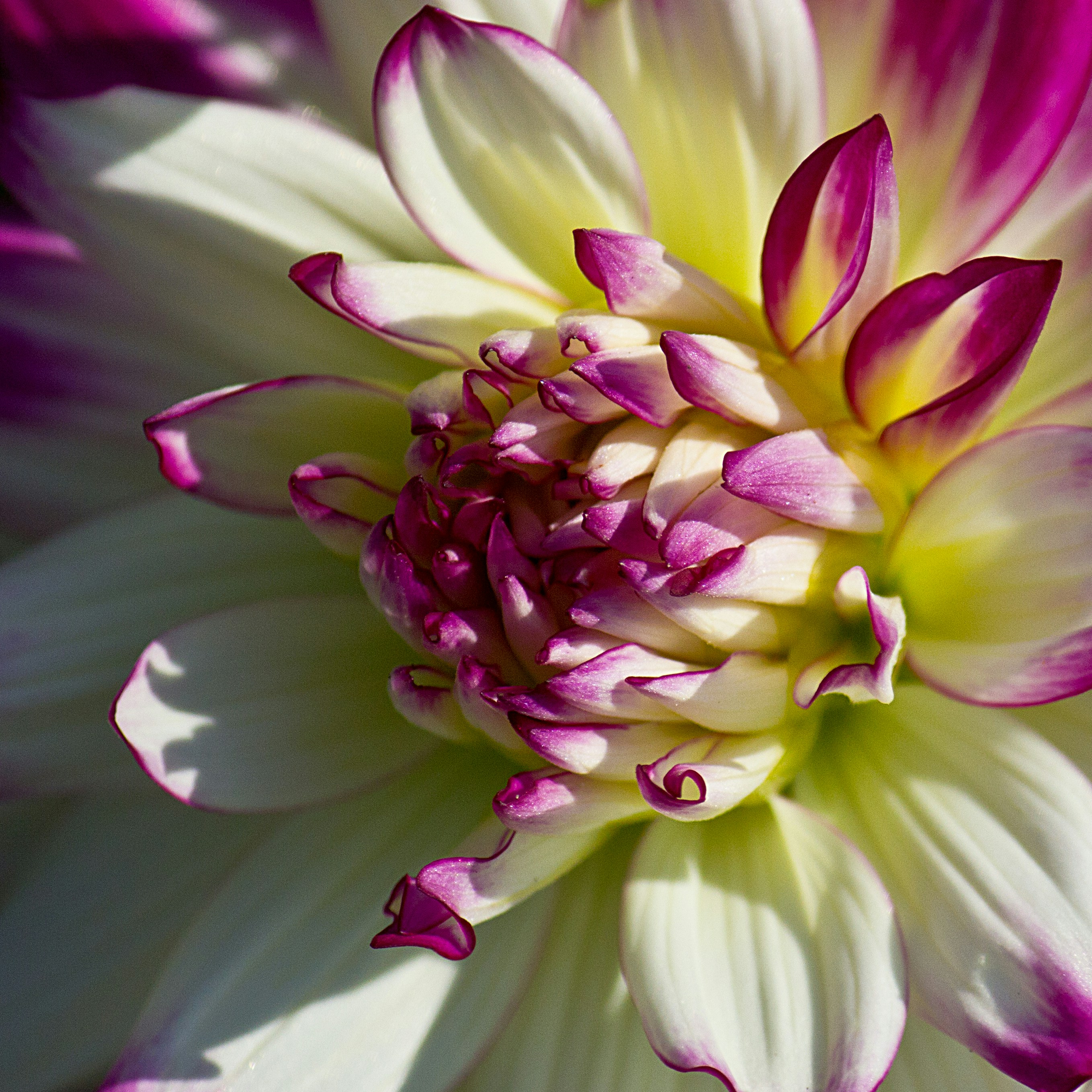 Photo by conniedevries