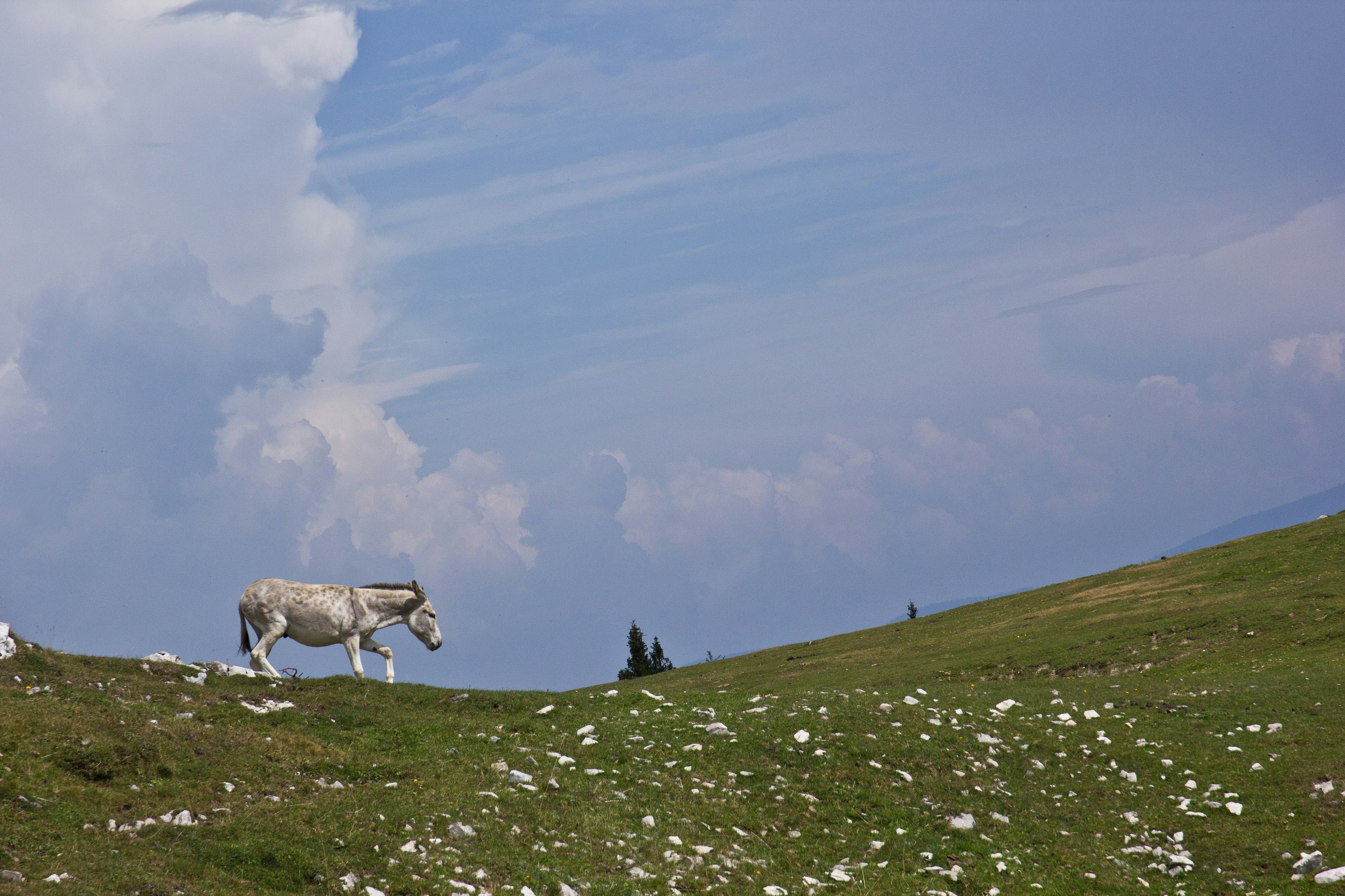 A lone donkey walks on a grassy hillside under clouds.