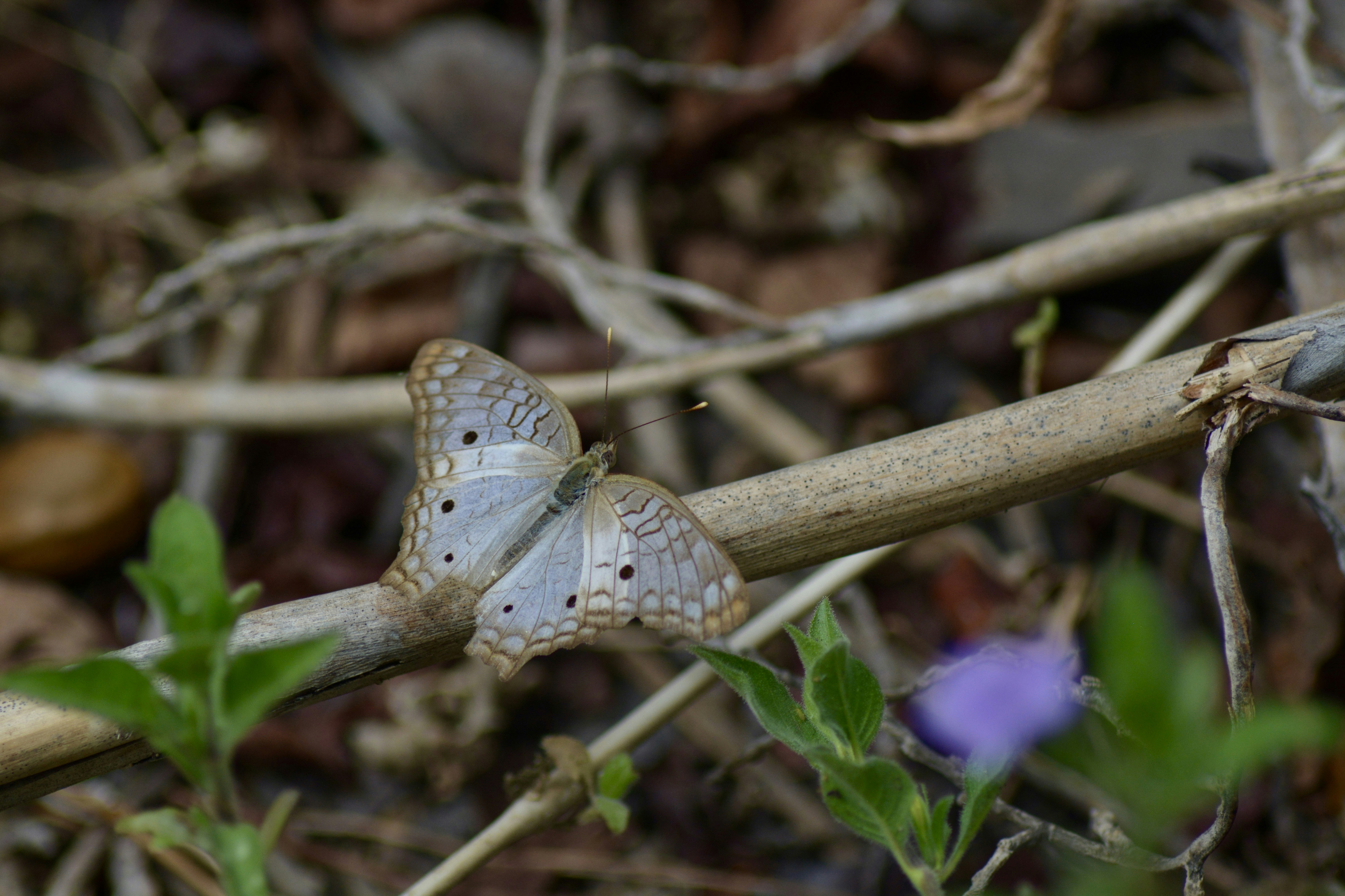 A delicate white butterfly rests on a dry branch.