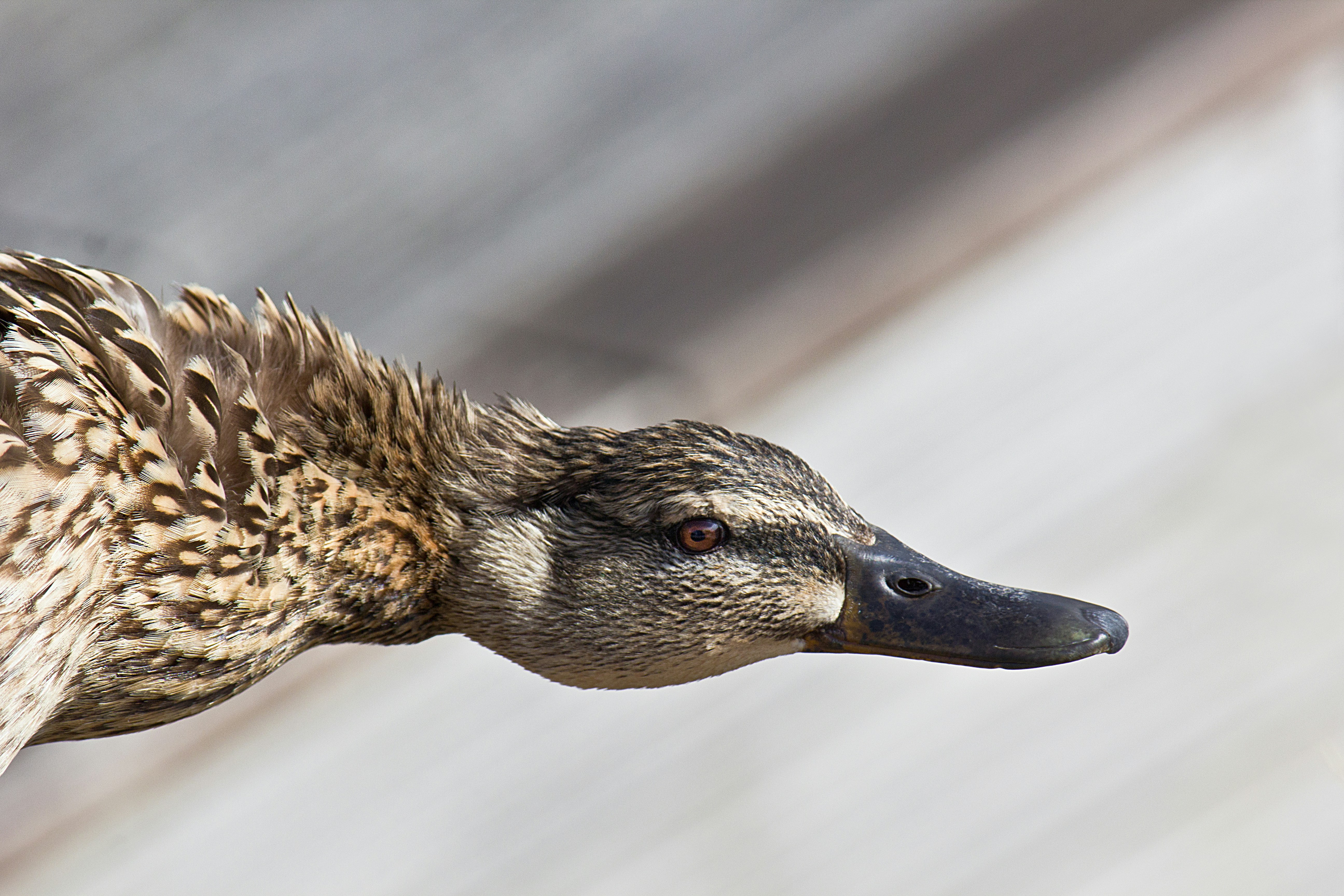 A close-up of a brown duck's head and neck.