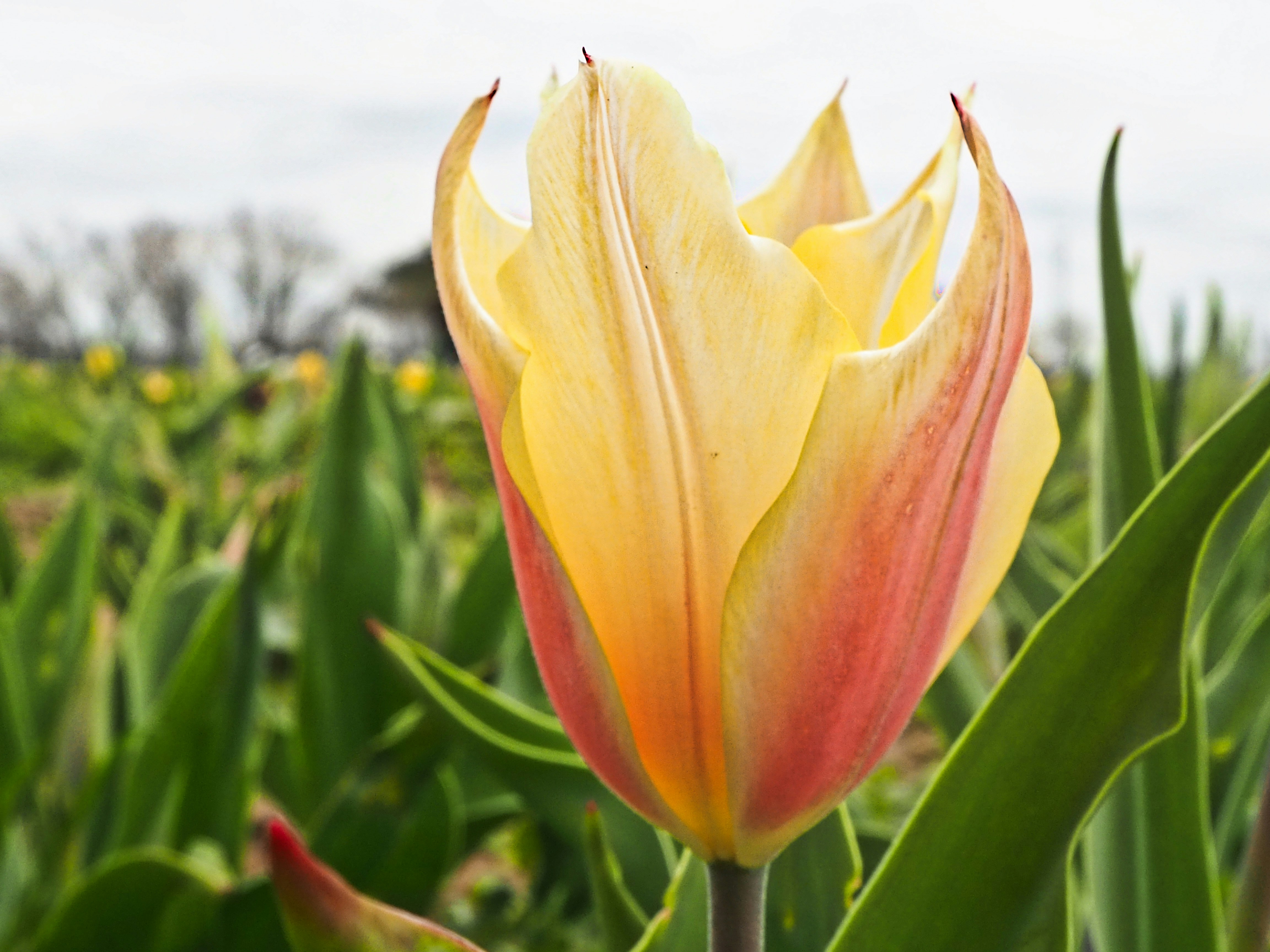 A yellow and red tulip in a field