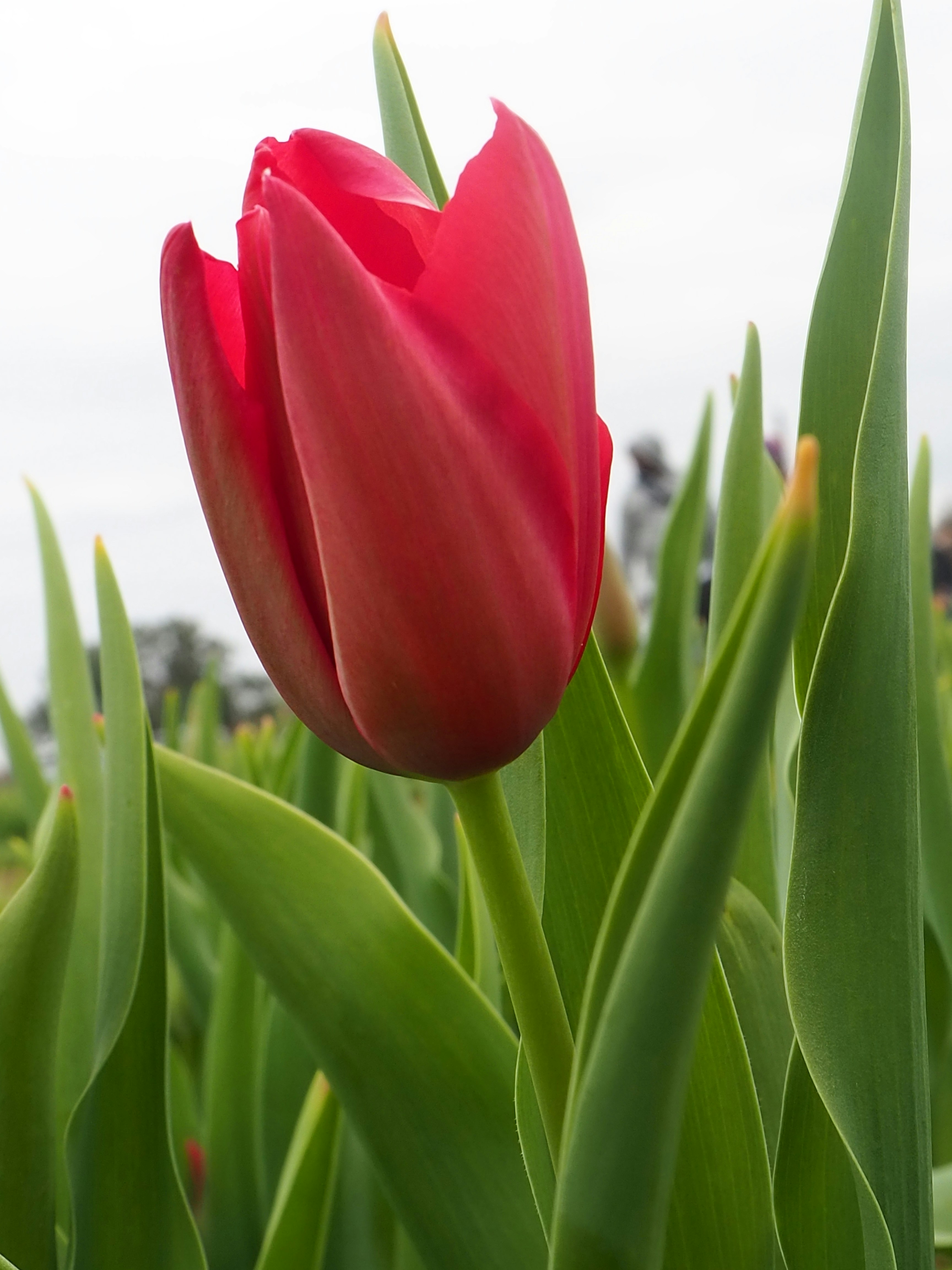 A single red tulip stands tall amidst green leaves.