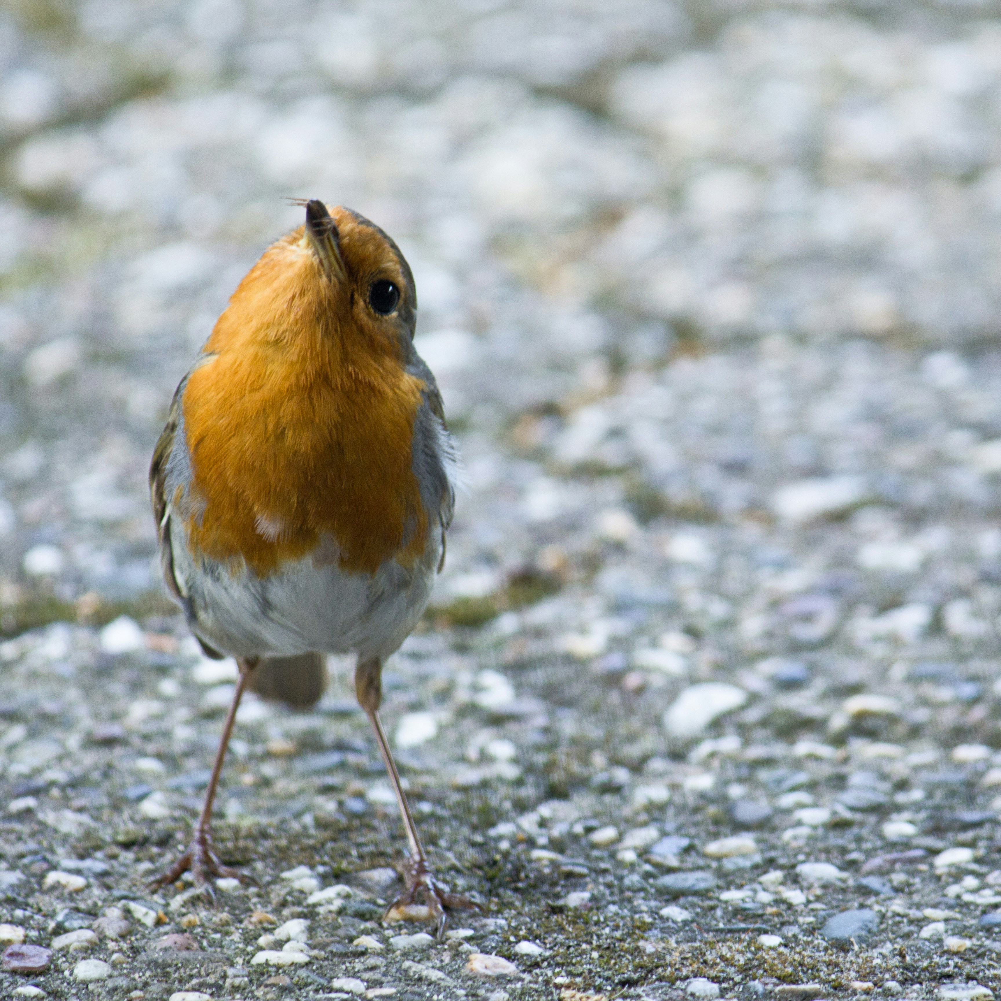 A robin stands on a textured grey surface.
