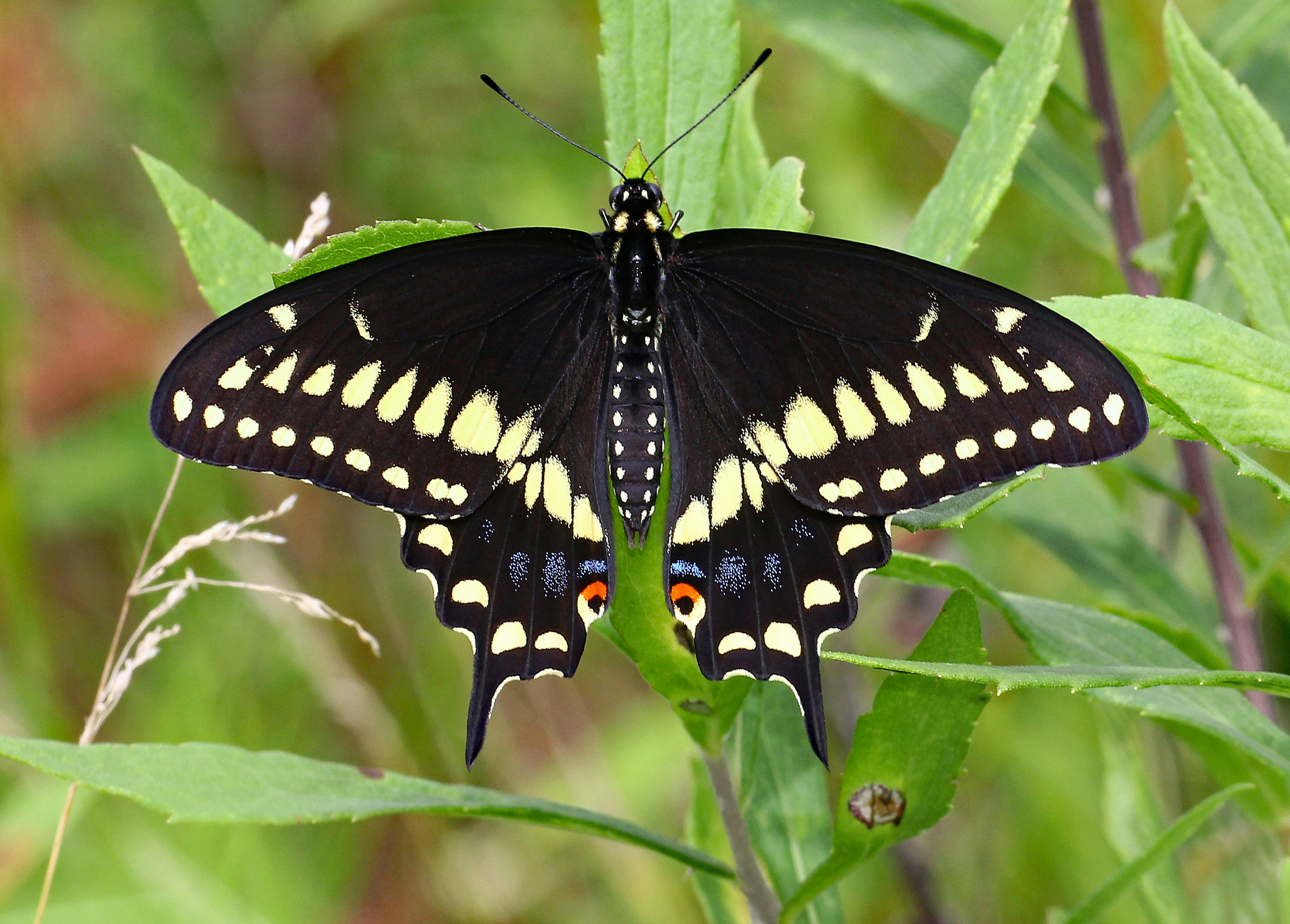 Photo by telliottmbamsc