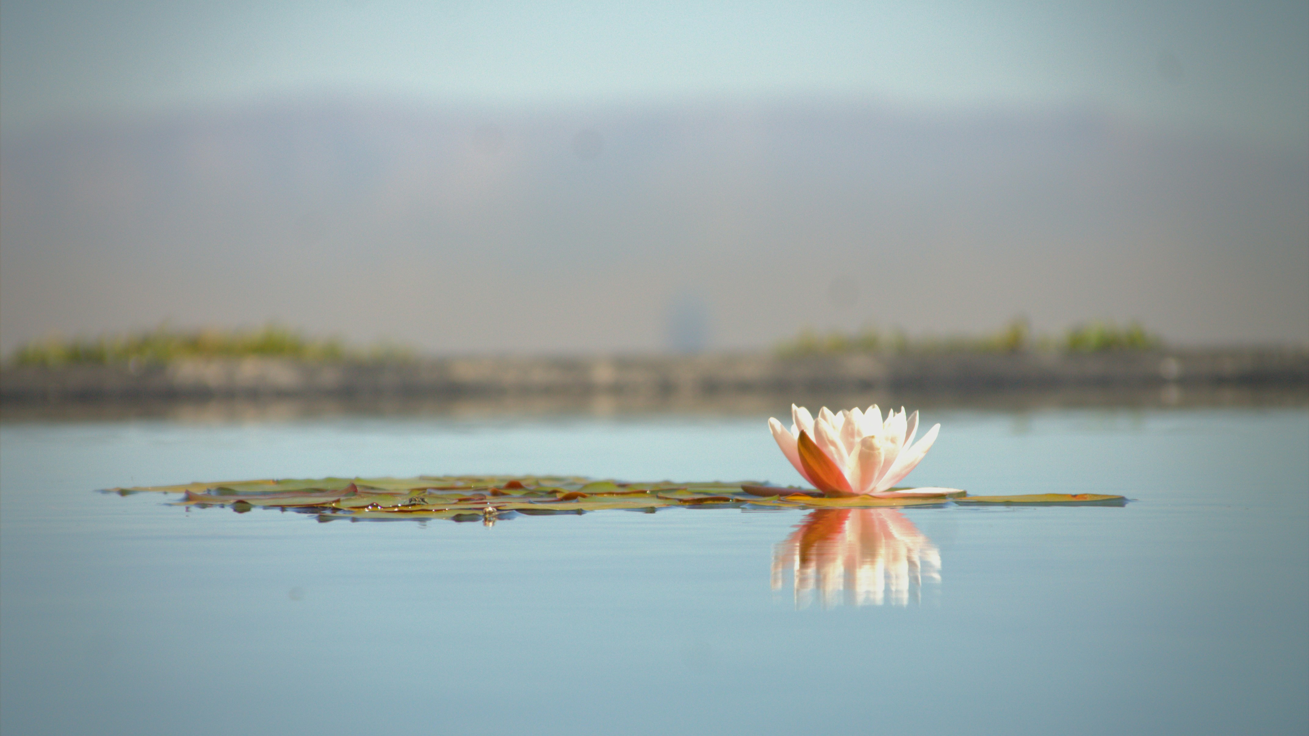Un seul nénuphar flotte sur une eau calme.