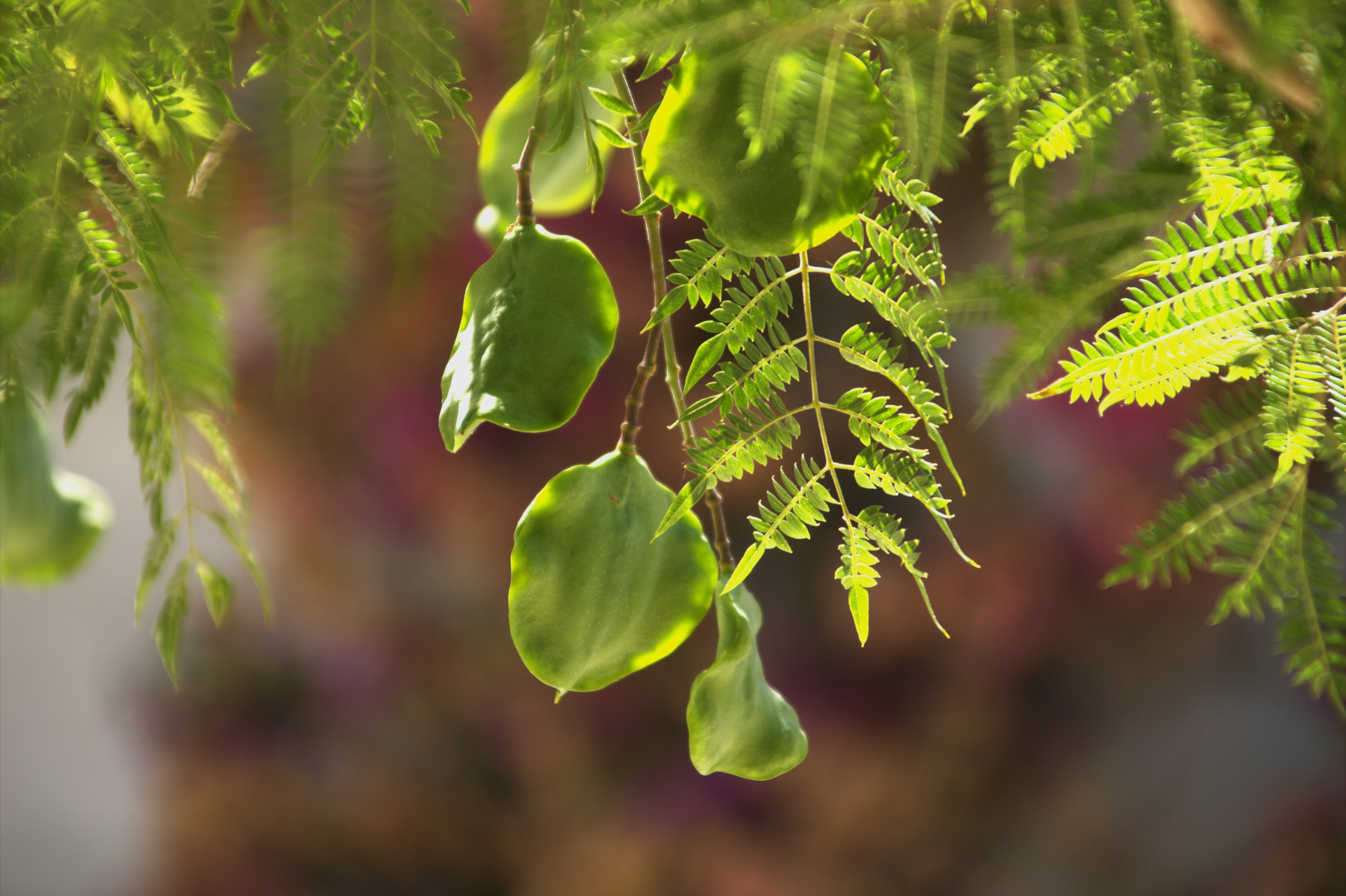 Feuilles vertes et gousses de graines illuminées par la lumière du soleil.
