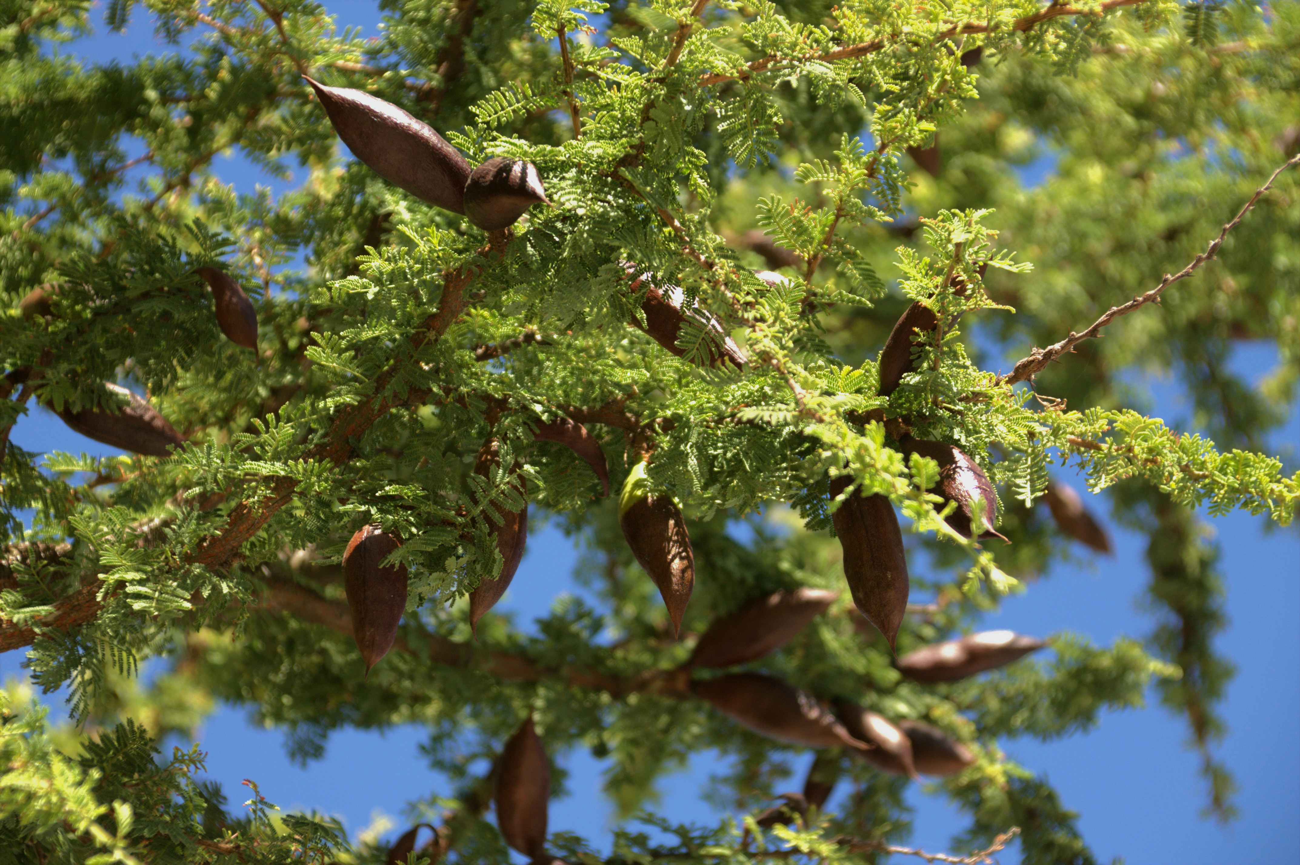 Gros plan des gousses de graines sur une branche verte d’arbre