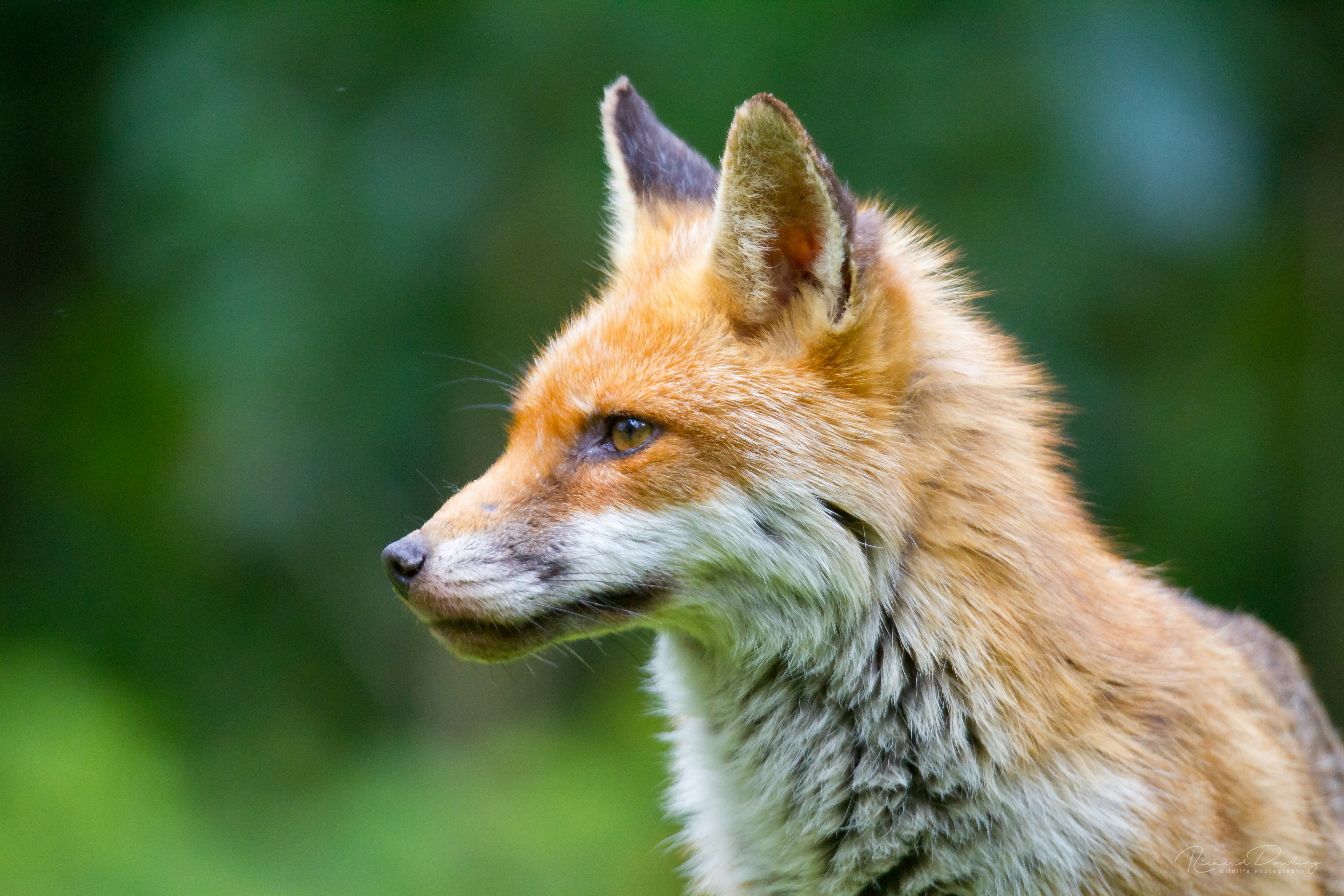 Photo by dowlingwildlife