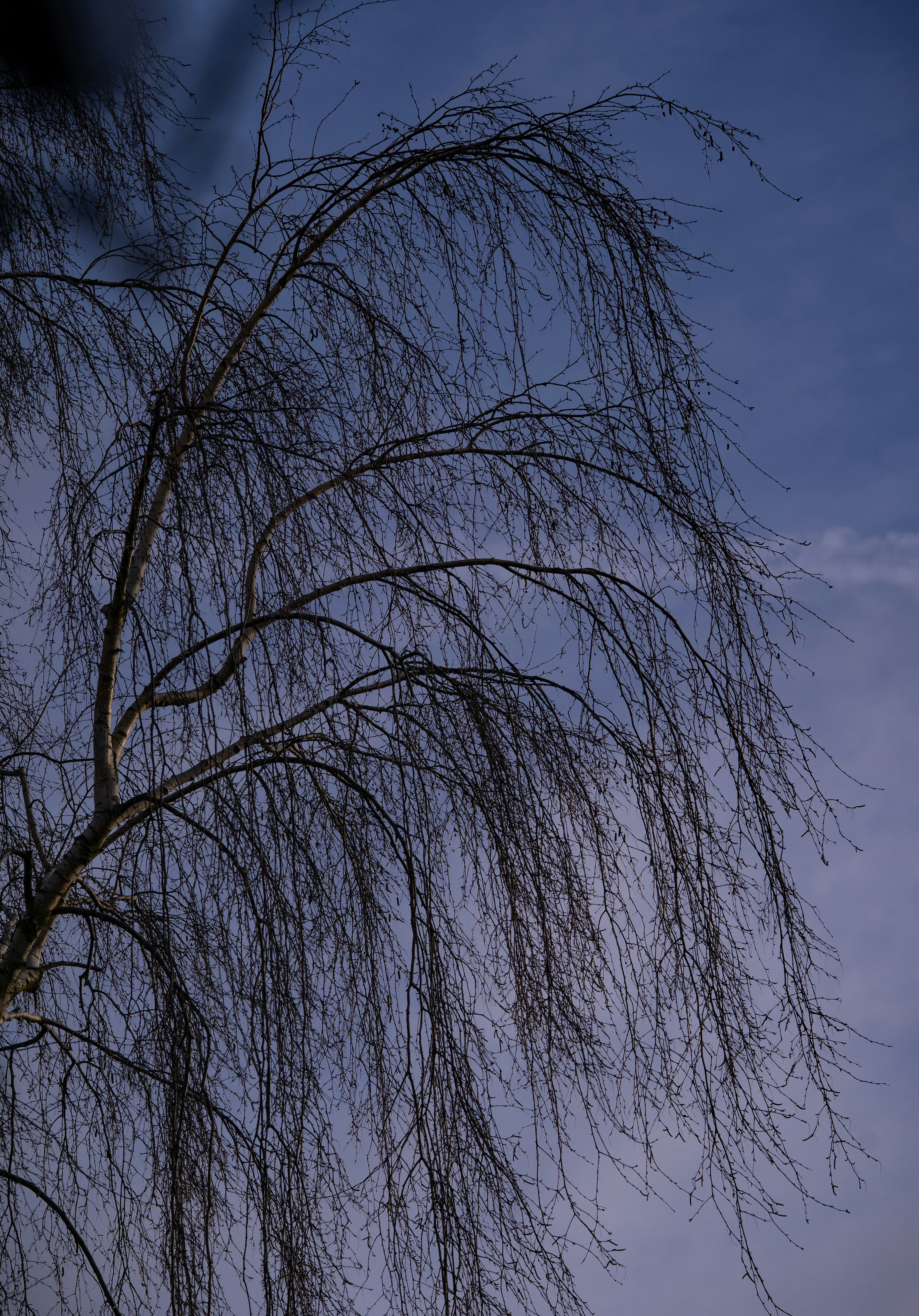 Bare tree branches against a dusky sky