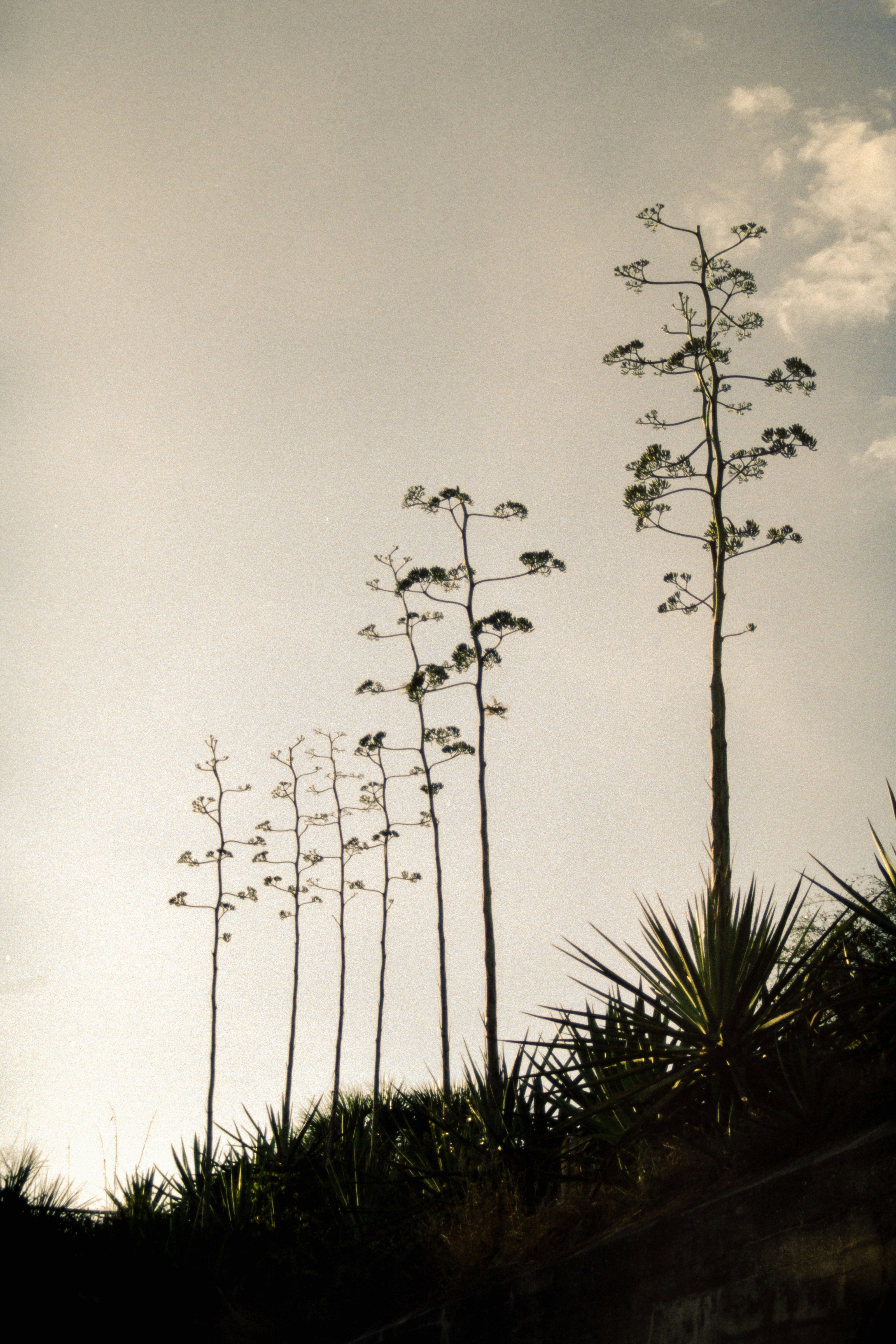 Silhouetted agave plants against a pale sky
