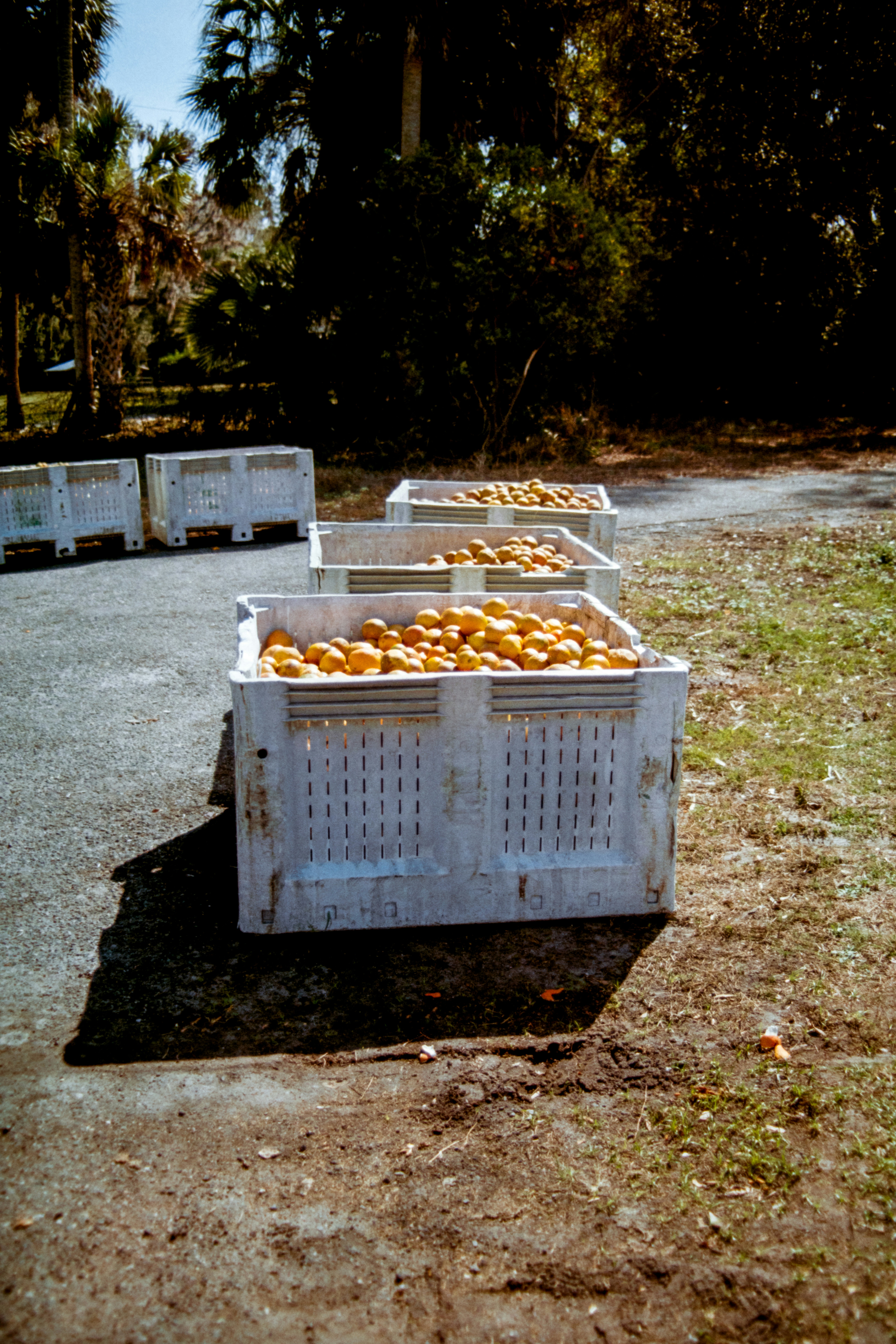 Crates of oranges sit in a sunny outdoor area.